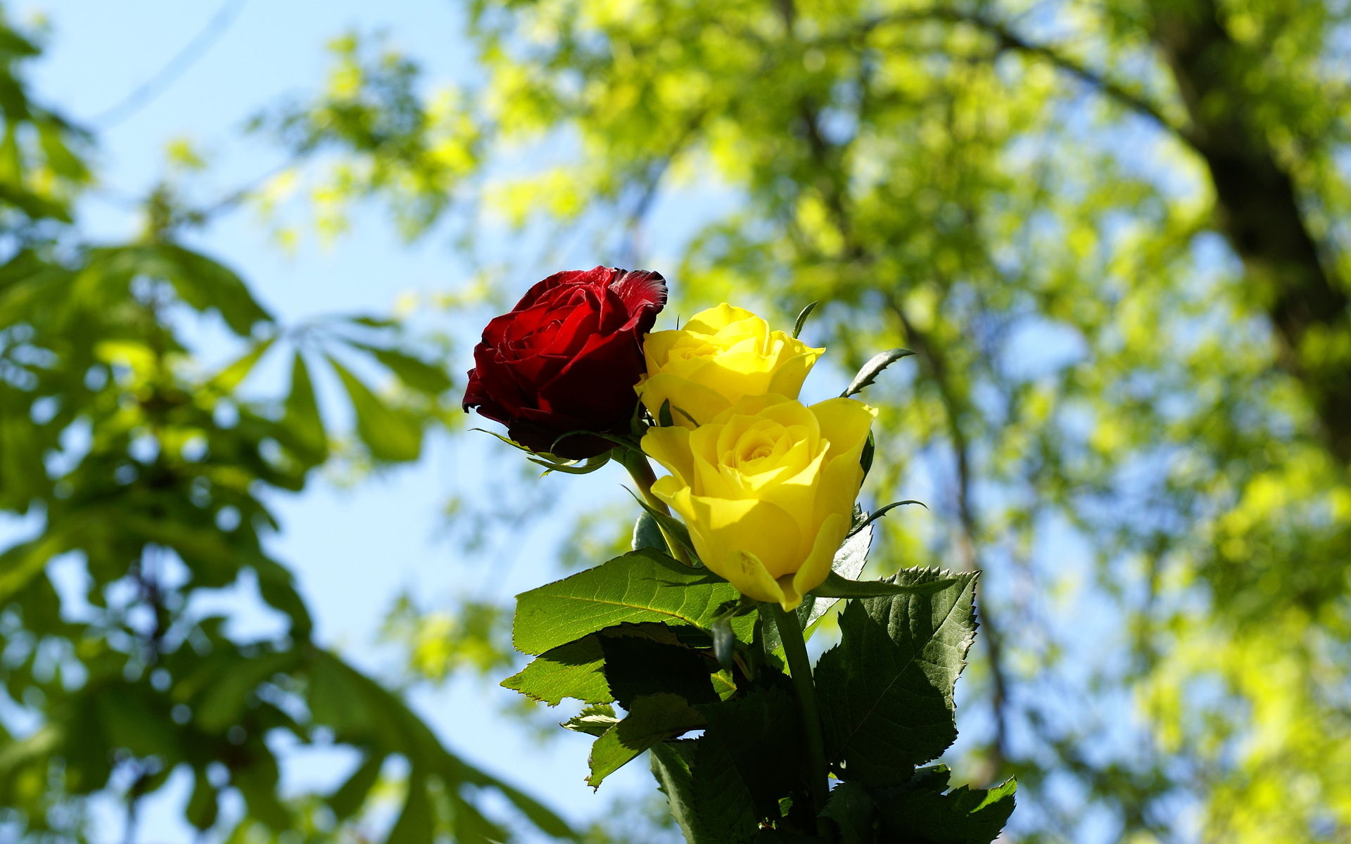 Red And Yellow Flowers Wallpapers