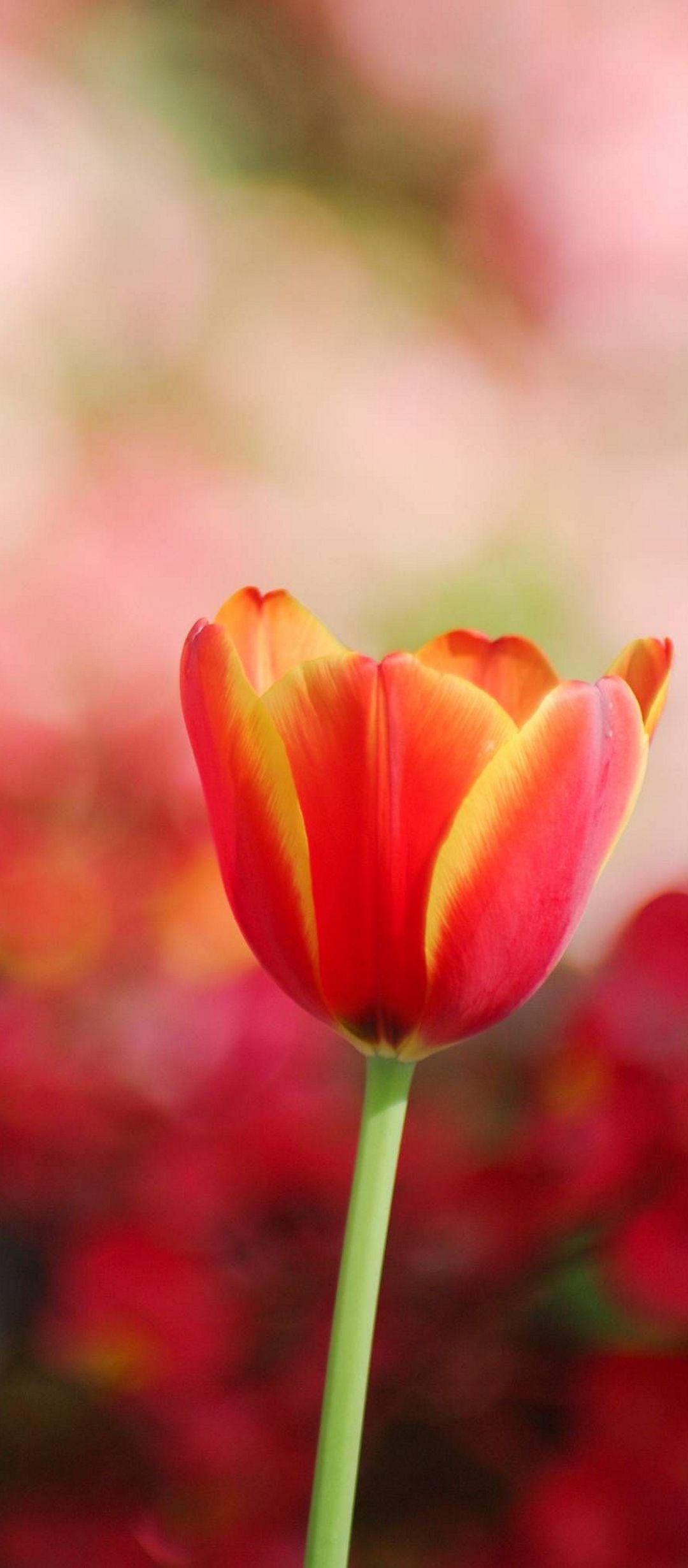 Red And Yellow Flowers Wallpapers