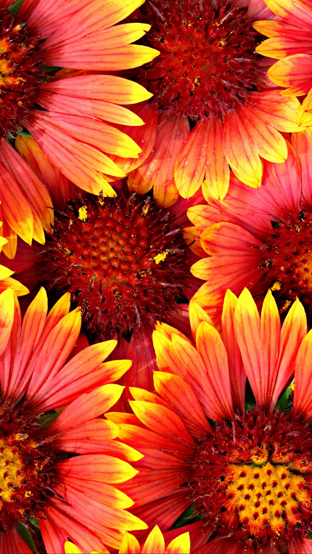 Red And Yellow Flowers Wallpapers