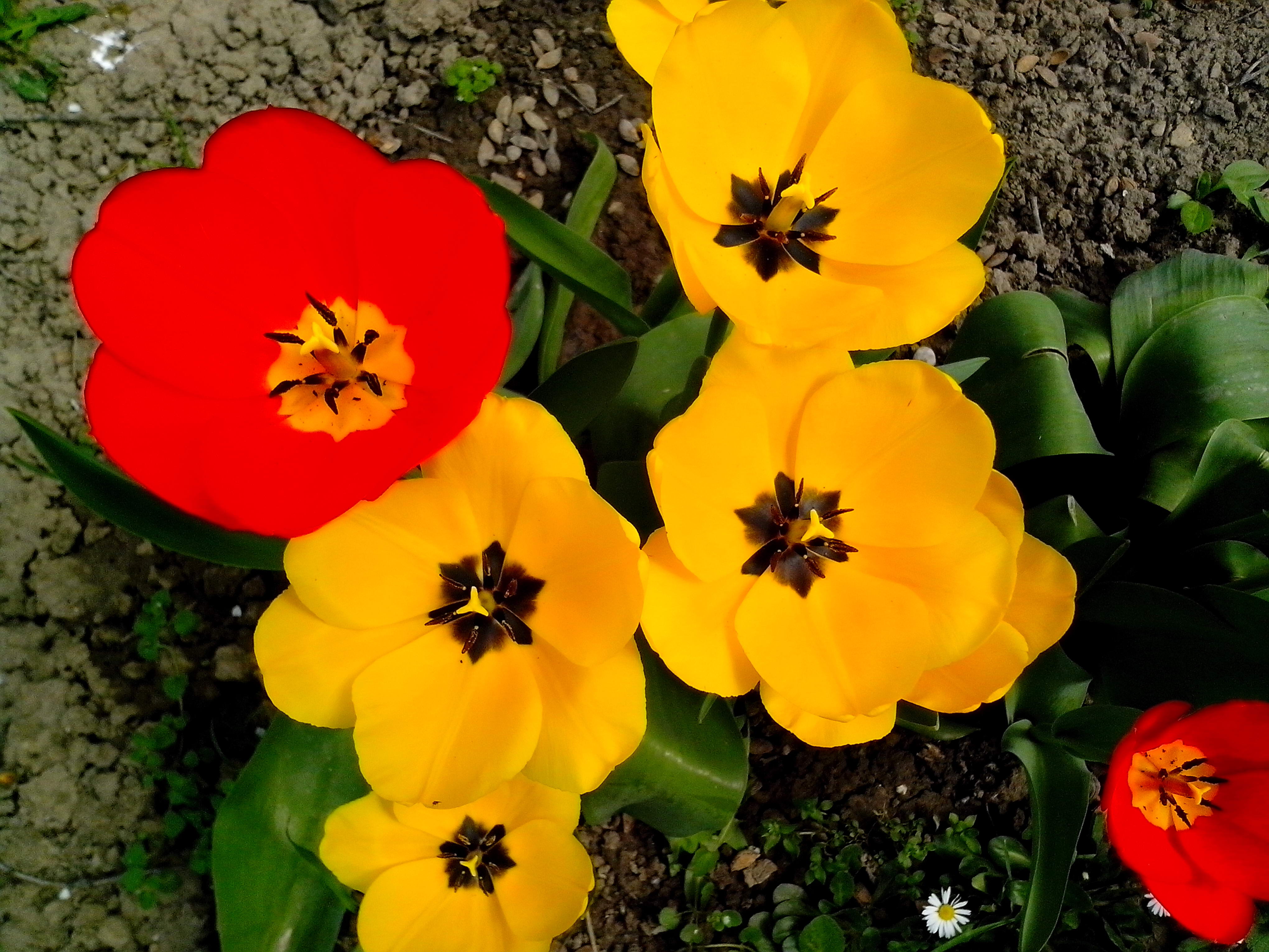 Red And Yellow Flowers Wallpapers