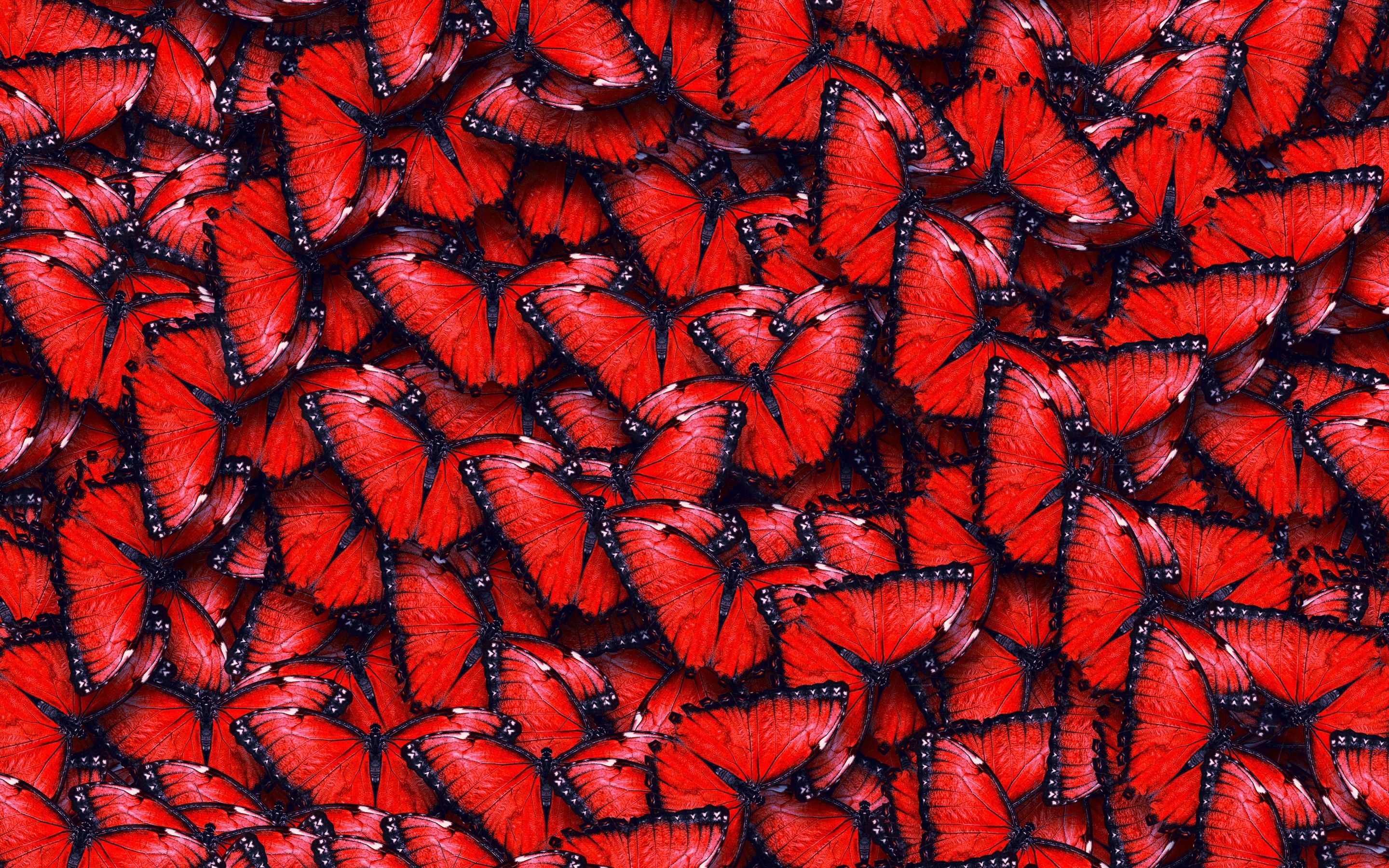 Red Butterfly Hd Wallpapers