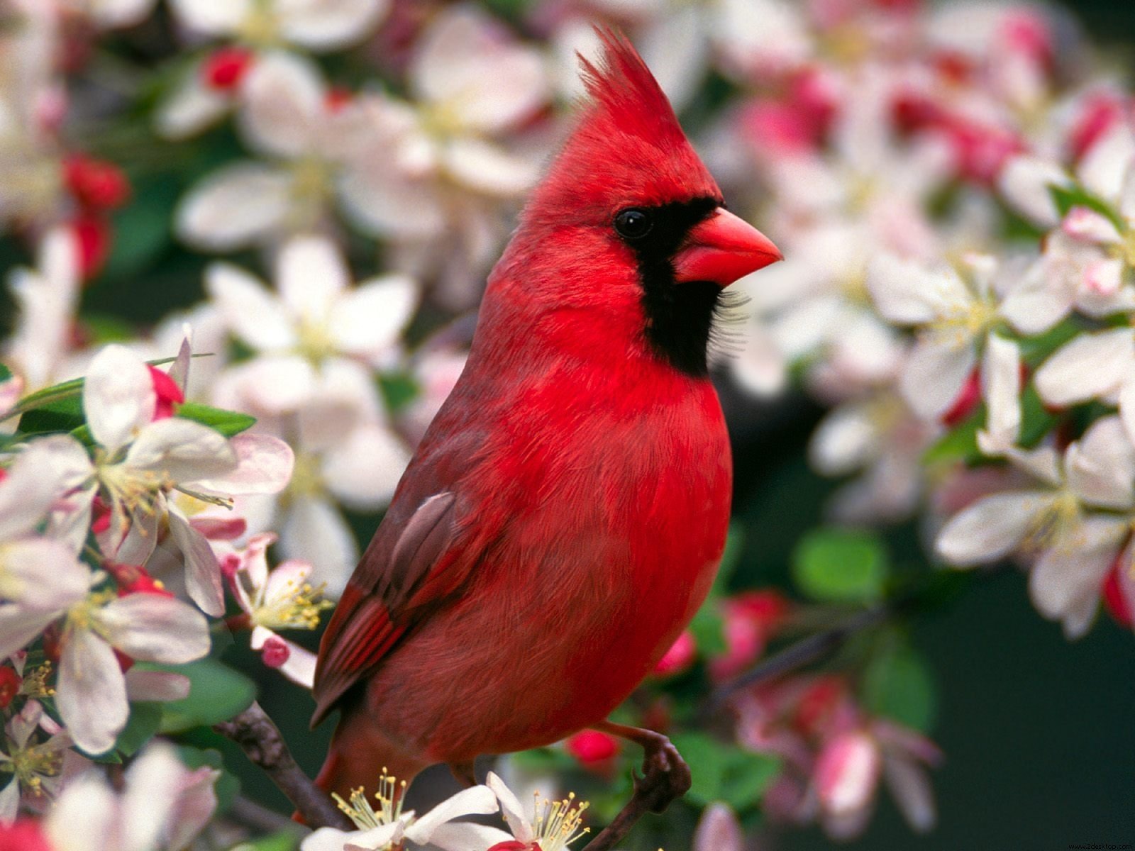 Red Cardinal Wallpapers