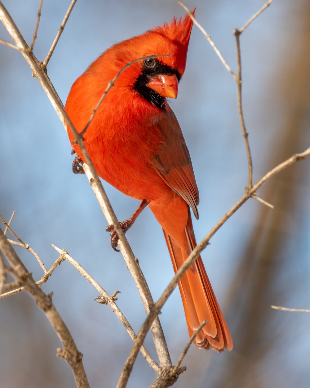 Red Cardinal Wallpapers