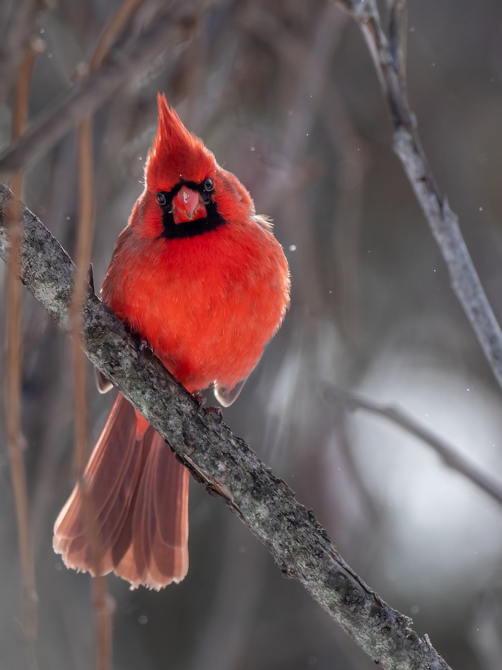 Red Cardinal Wallpapers