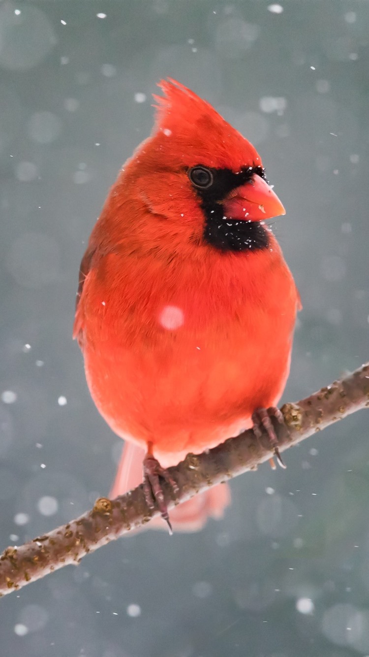 Red Cardinal Wallpapers