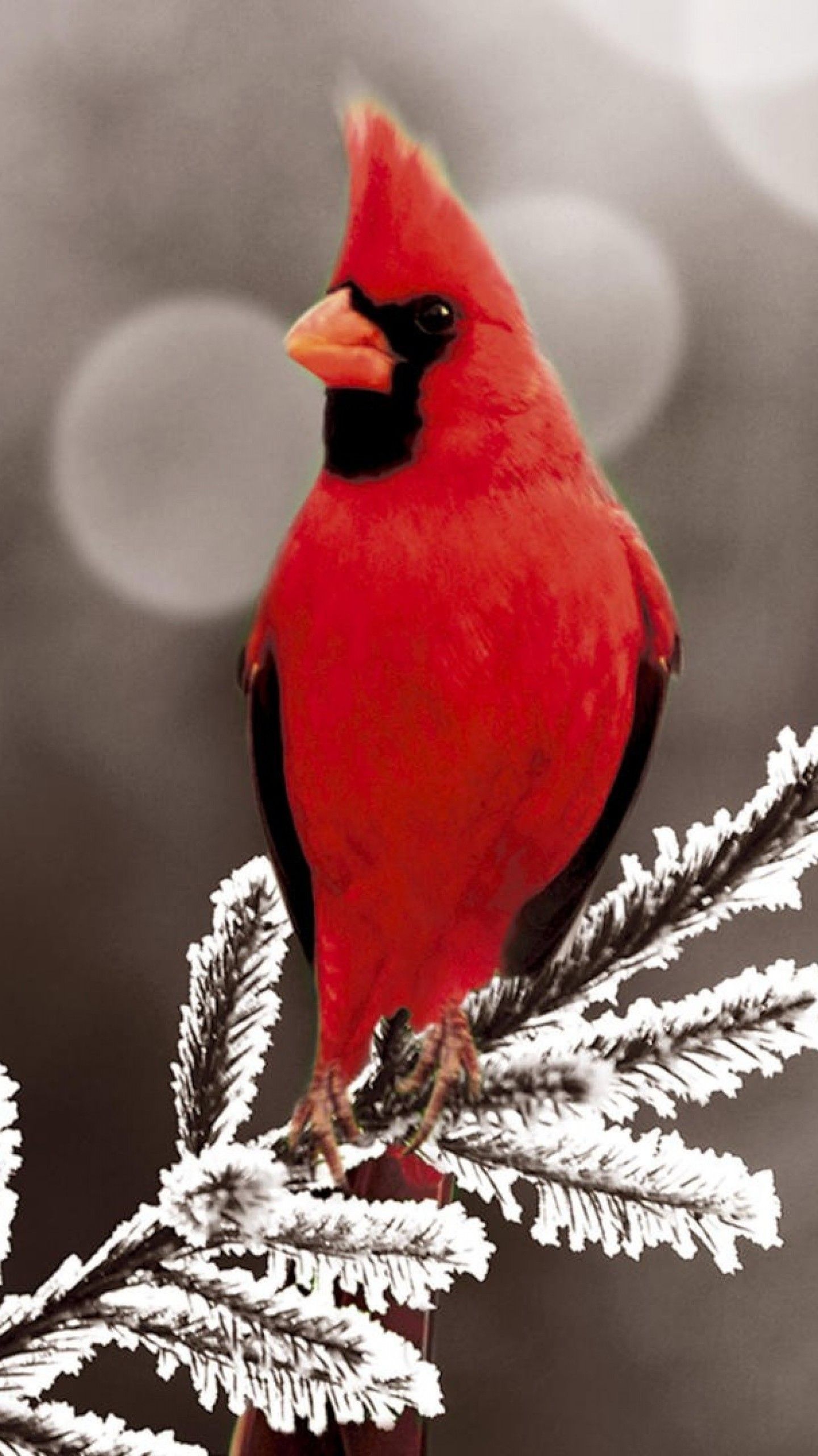 Red Cardinal Wallpapers