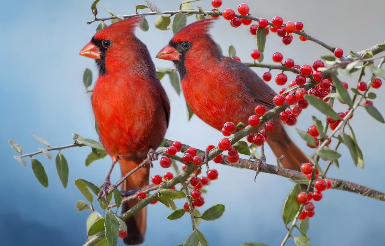 Red Cardinal Wallpapers