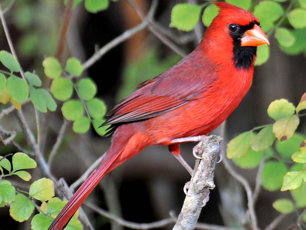 Red Cardinal Wallpapers