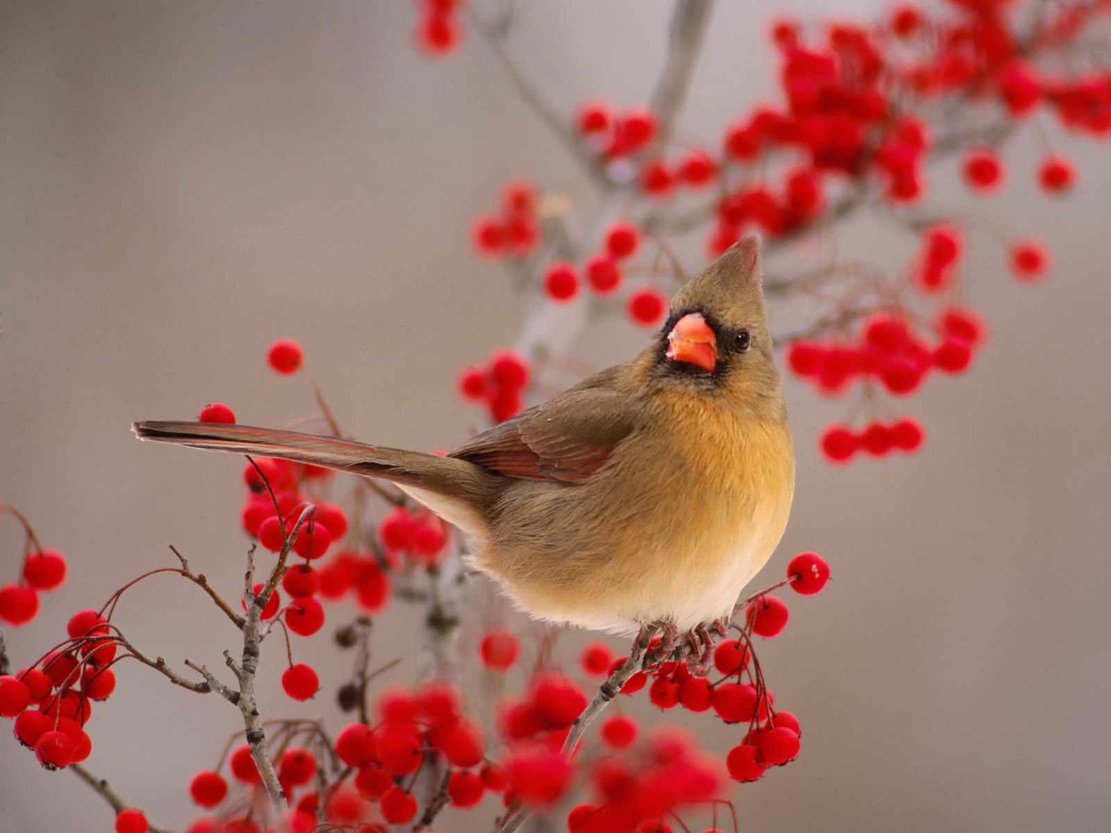 Red Cardinal Wallpapers