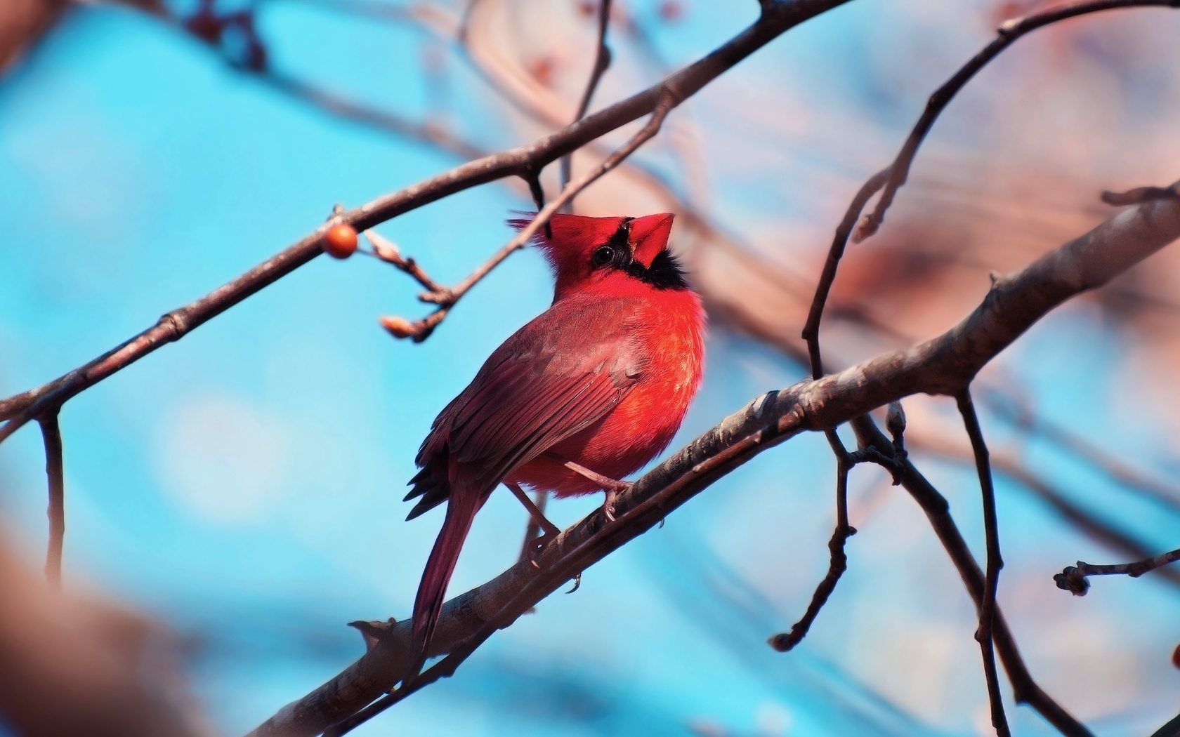 Red Cardinal Wallpapers