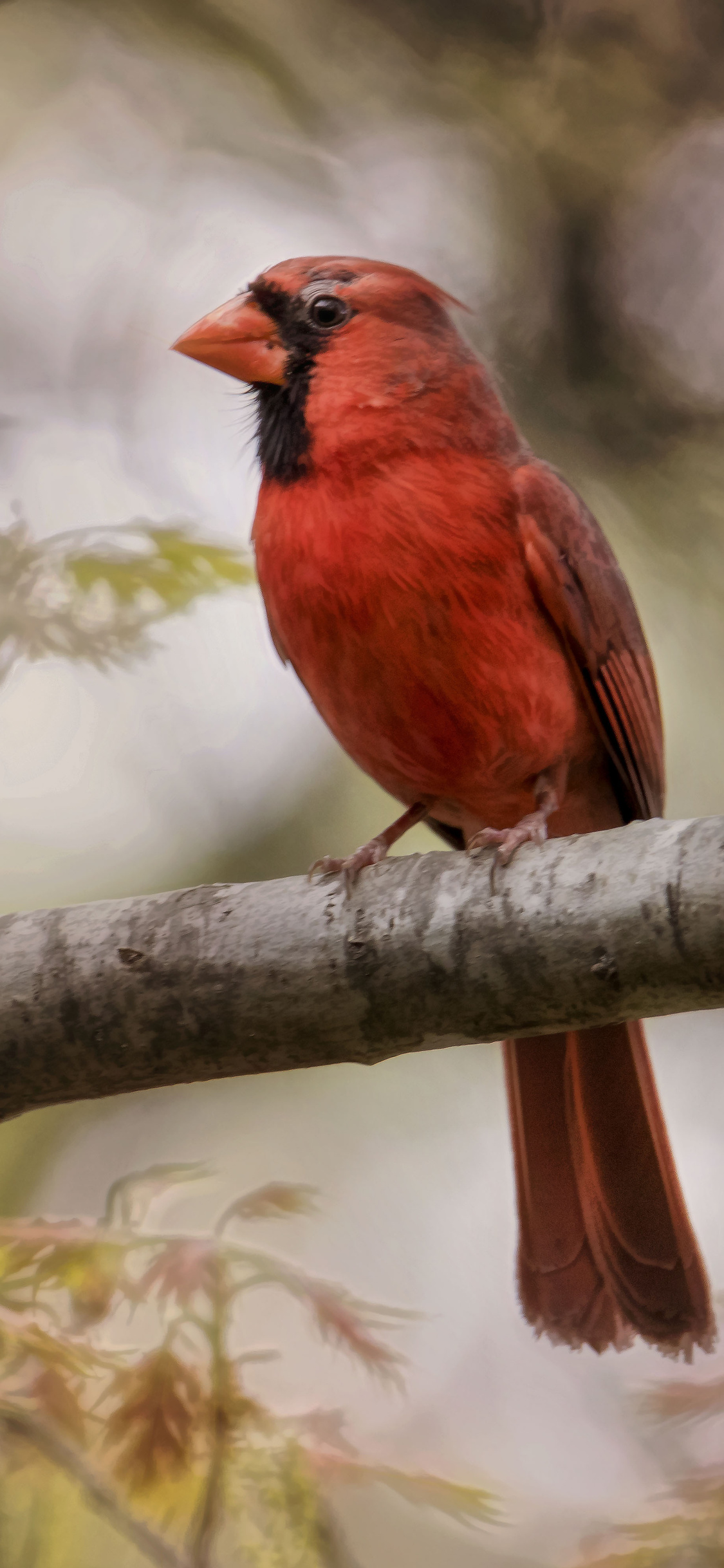 Red Cardinal Wallpapers