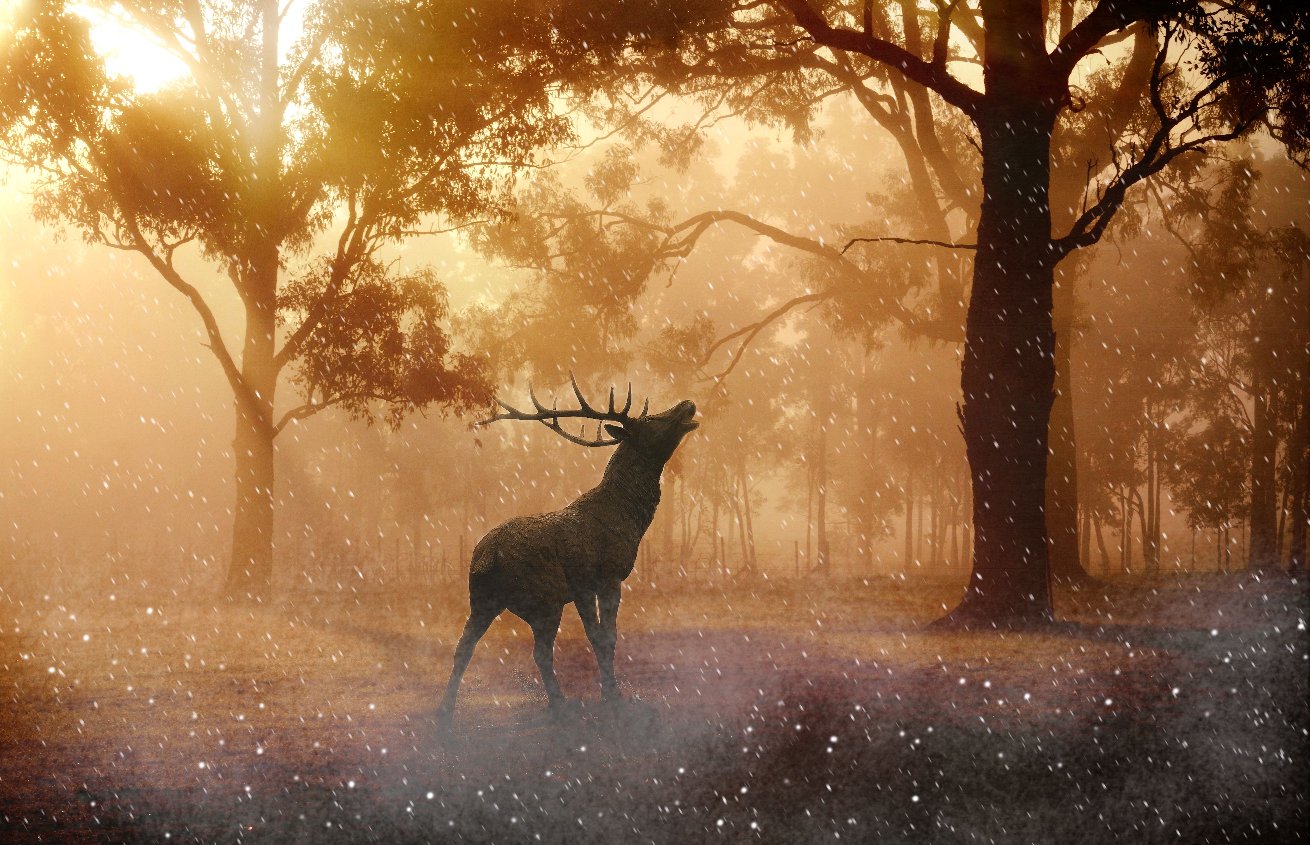 Red Deer Wallpapers