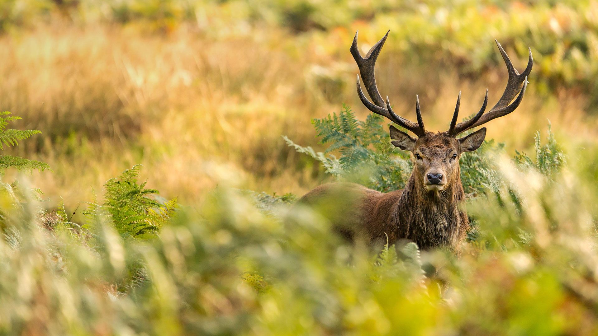 Red Deer Wallpapers