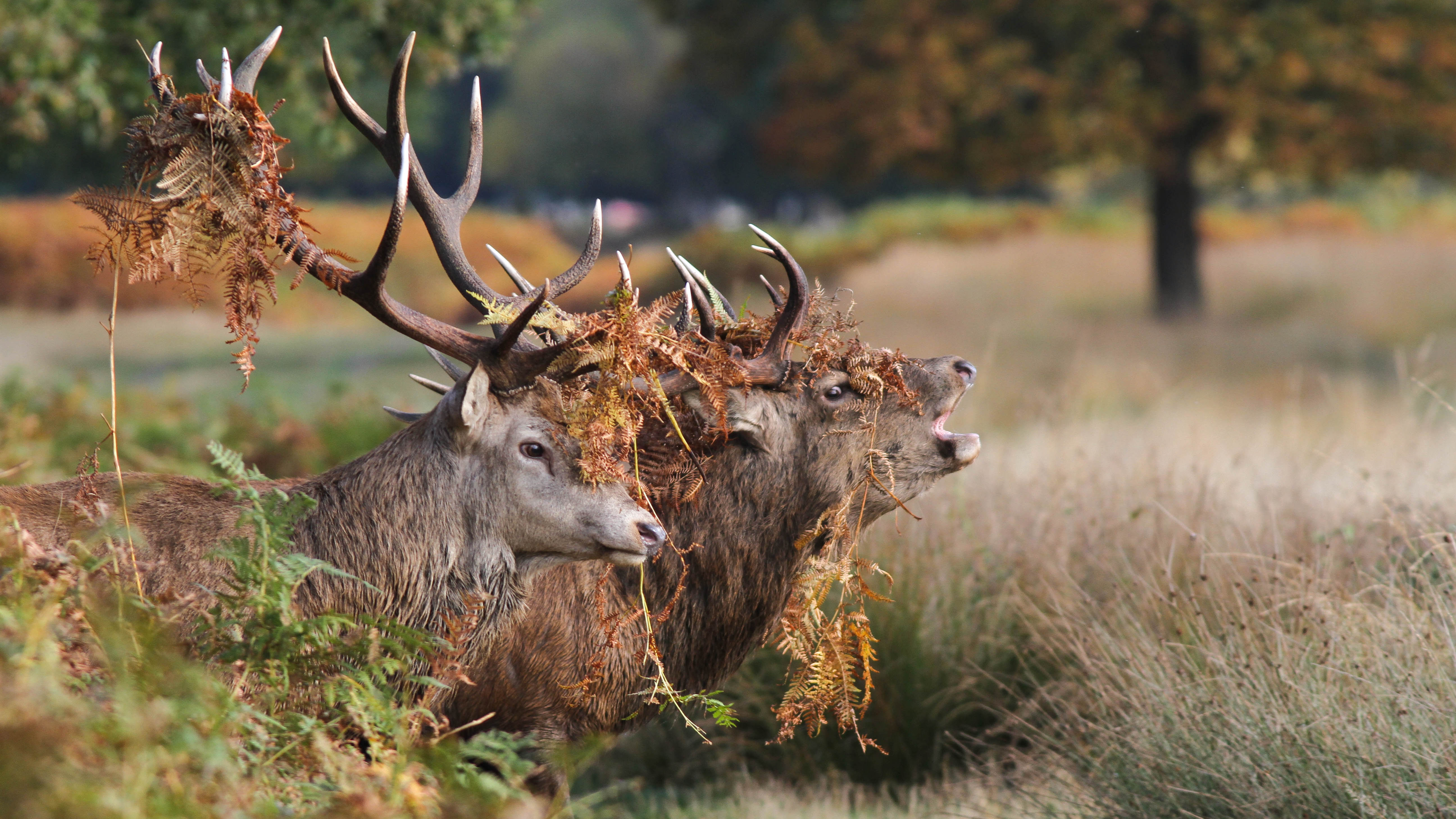 Red Deer Wallpapers