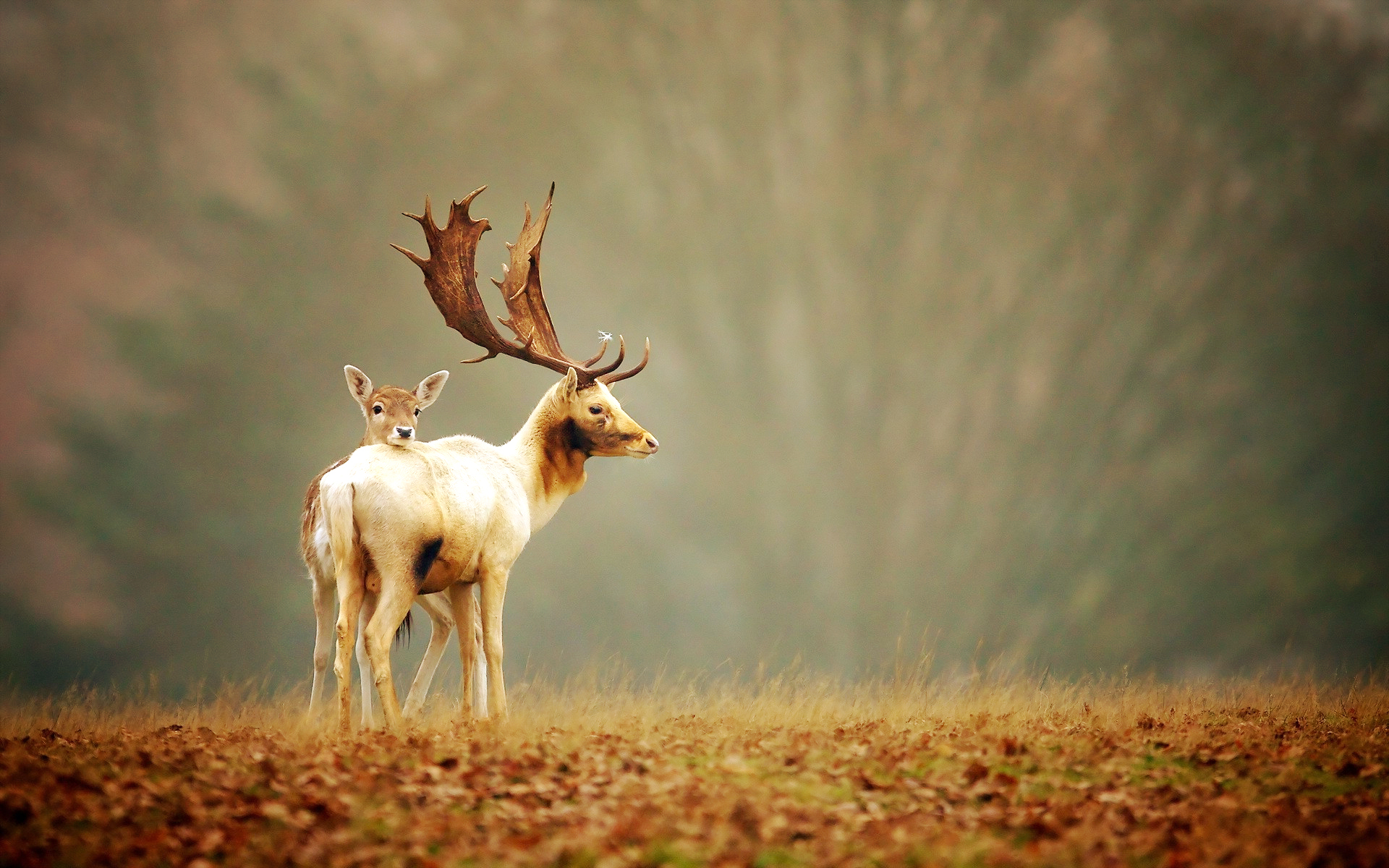 Red Deer Wallpapers