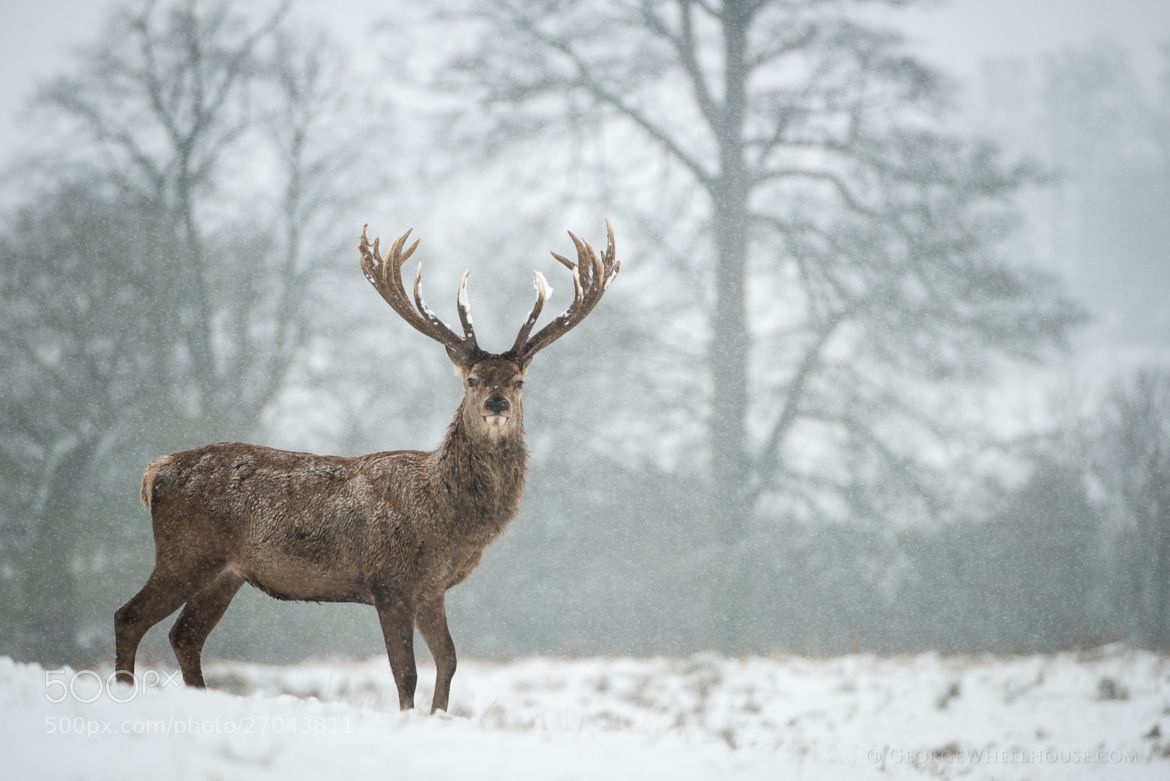 Red Deer Wallpapers