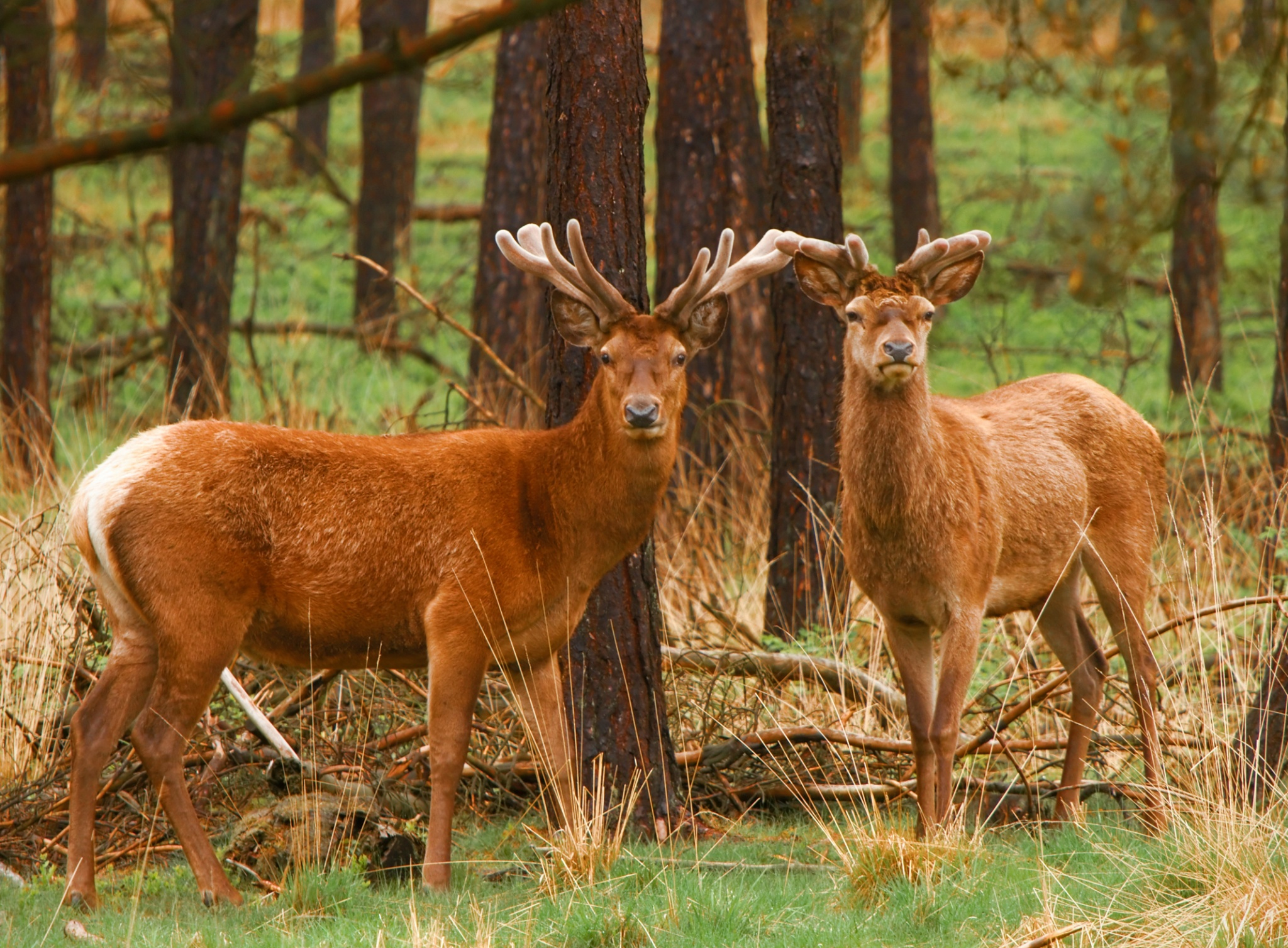 Red Deer Wallpapers