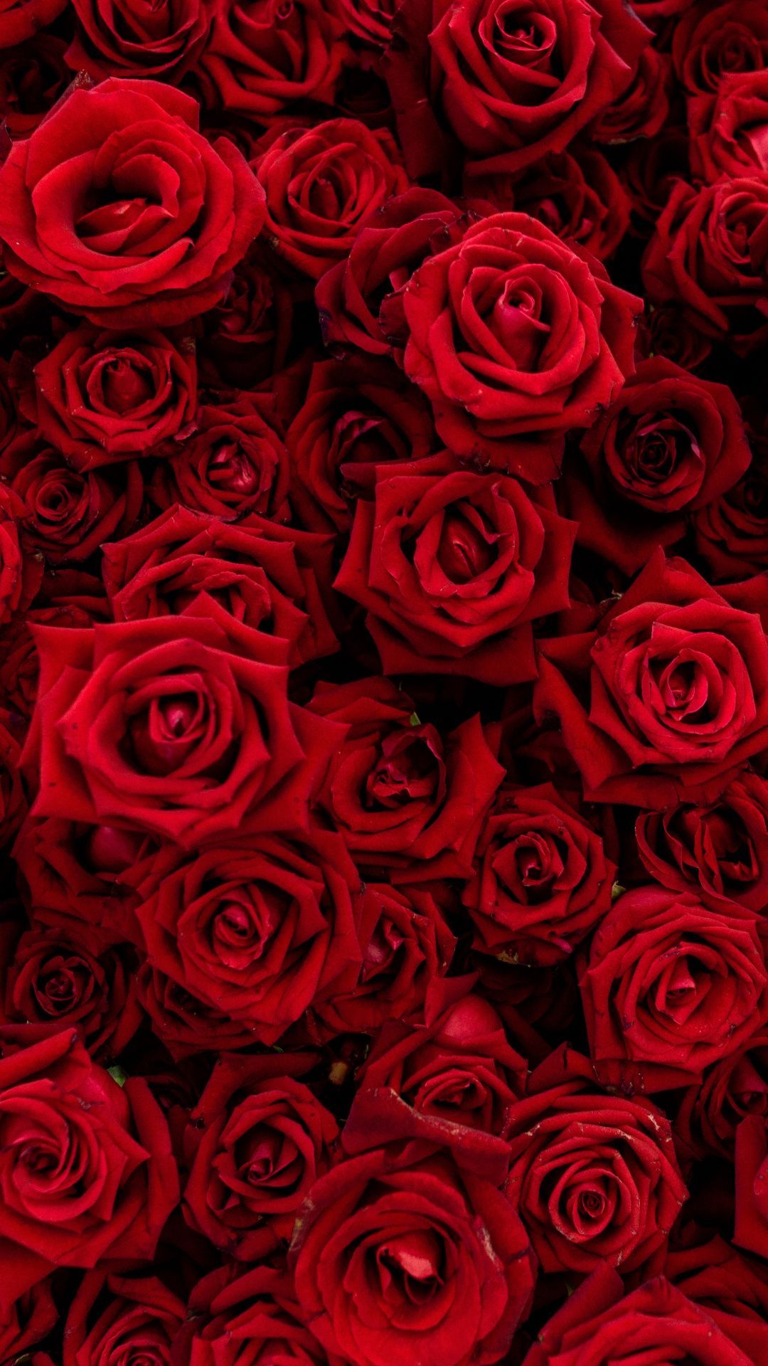 Red Flower Wallpapers