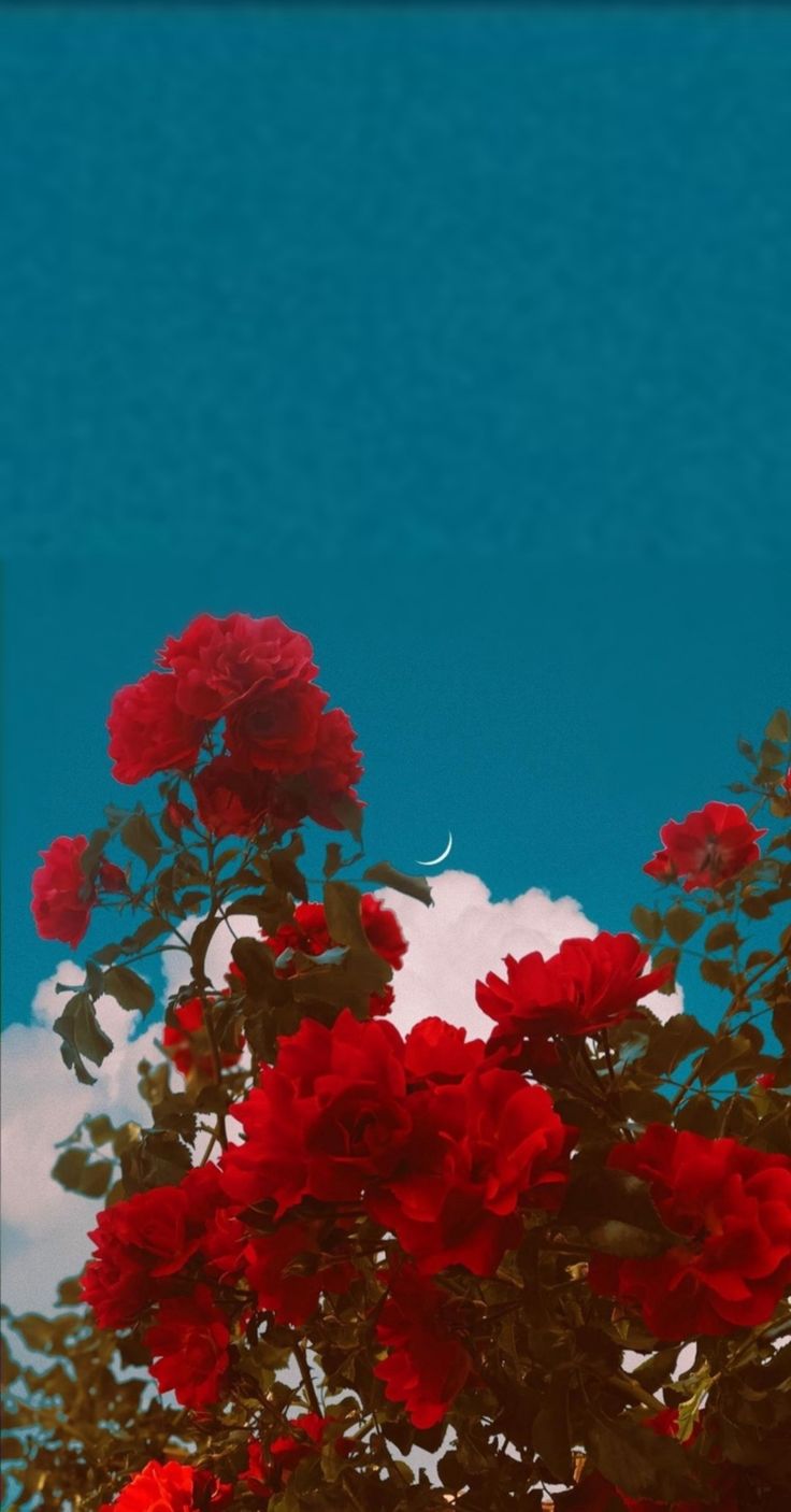 Red Flower Aesthetic Wallpapers