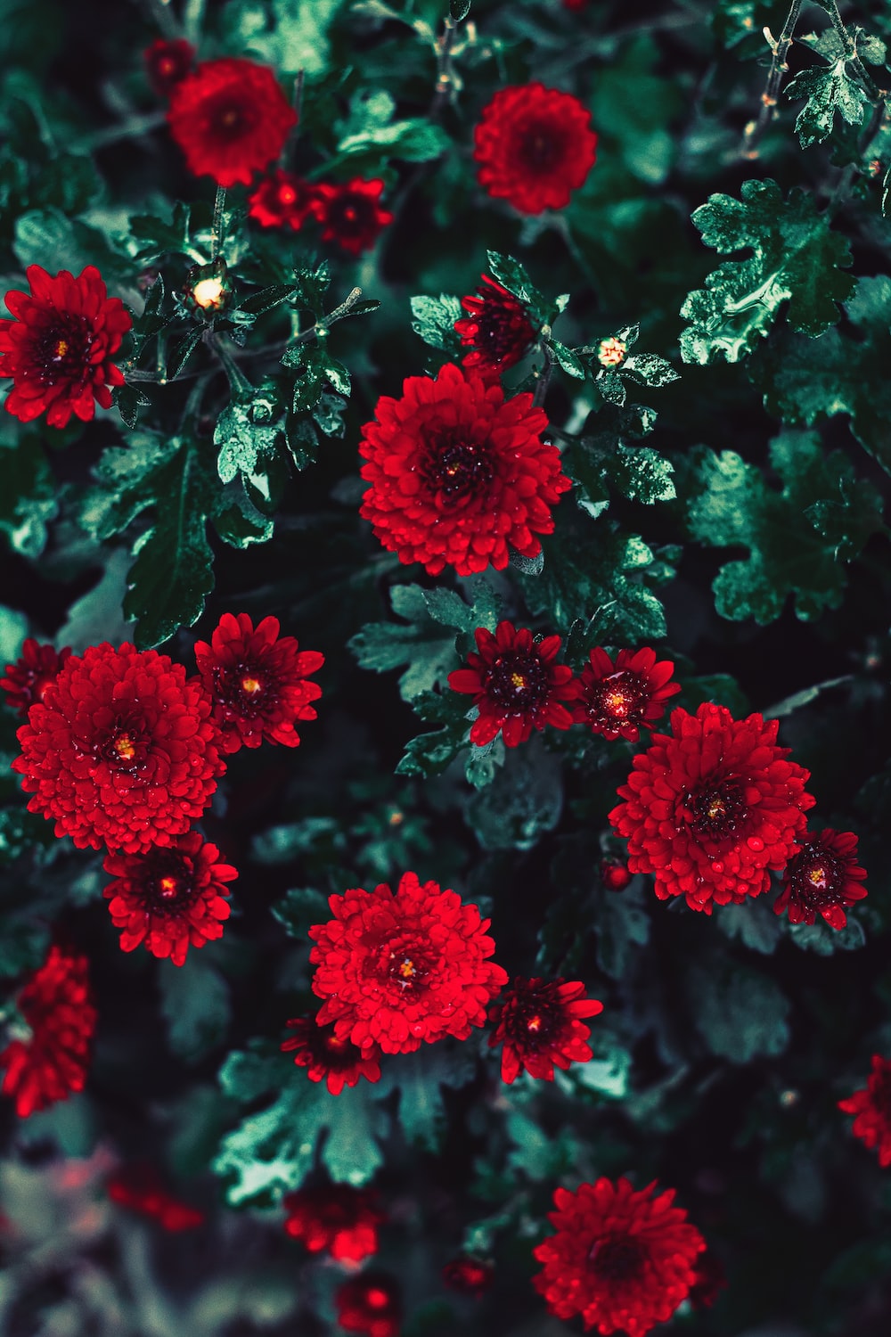 Red Flower Aesthetic Wallpapers