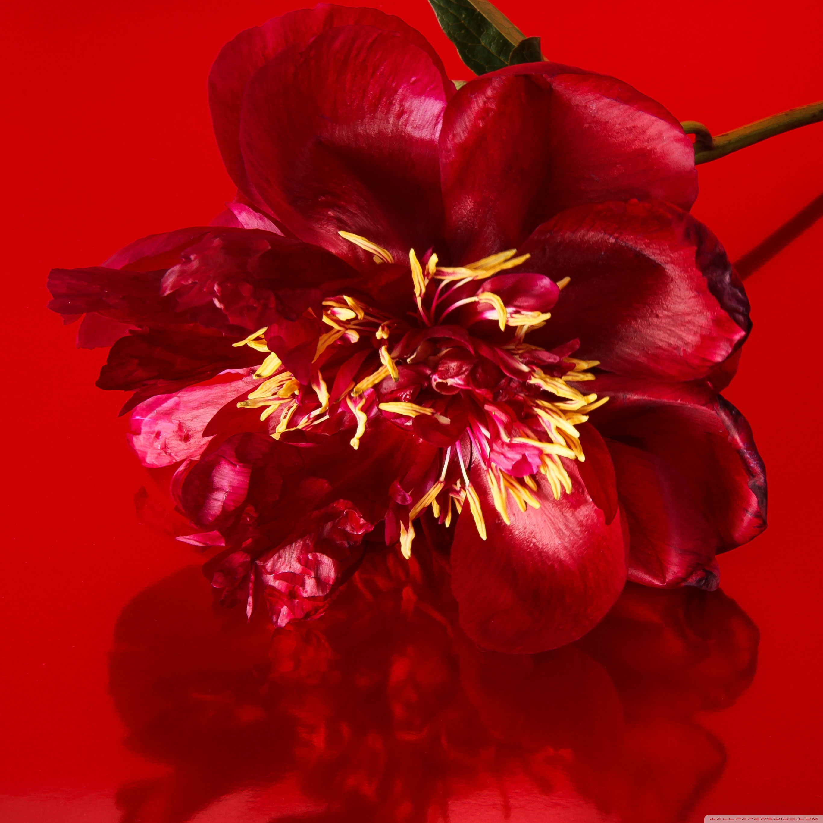 Red Flower Aesthetic Wallpapers