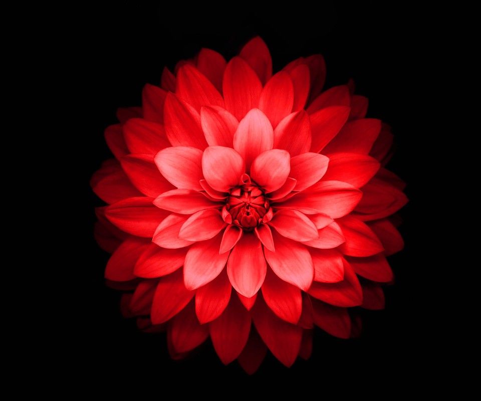 Red Flower Iphone Wallpapers