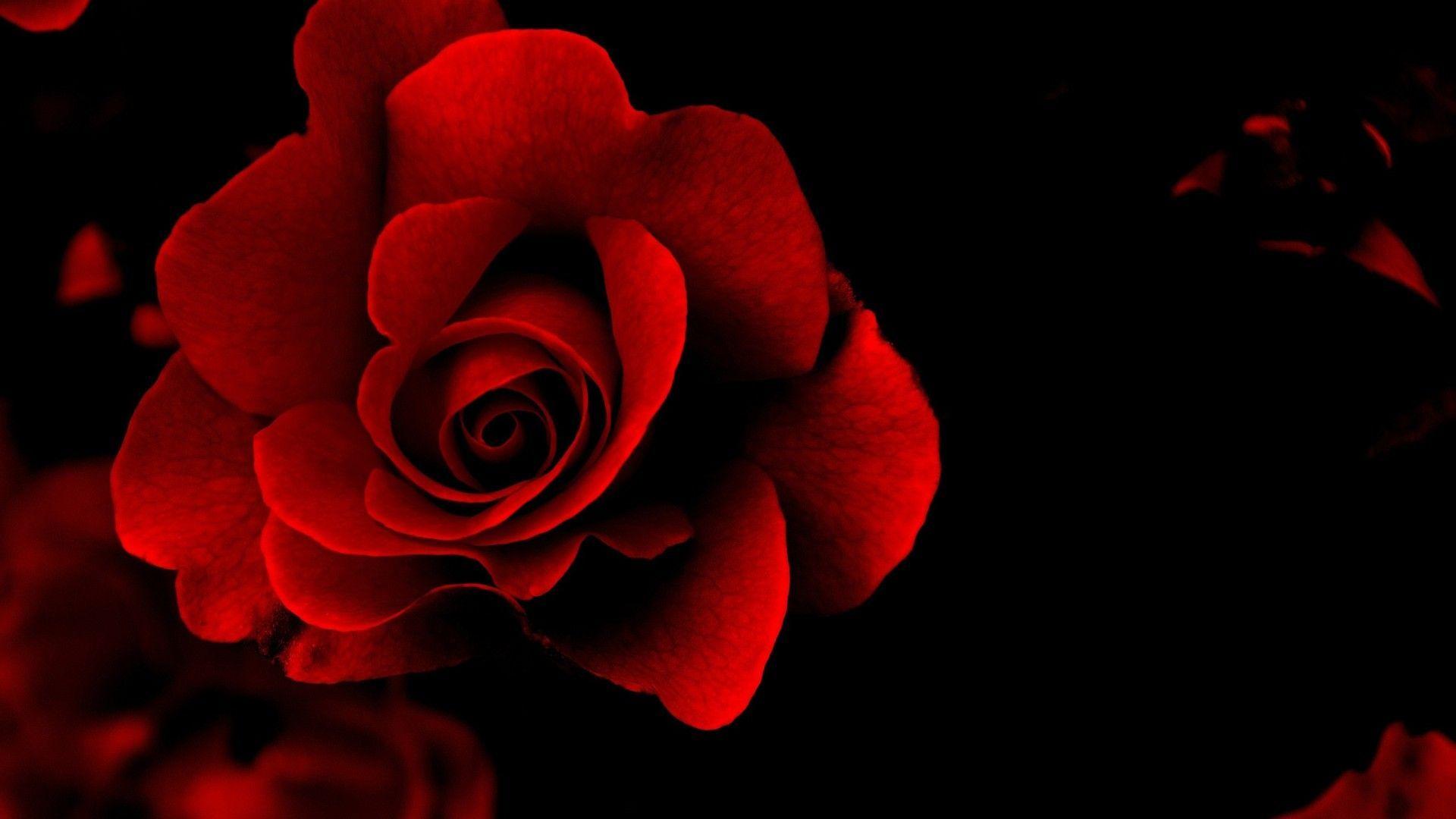 Red Flowers Desktop Wallpapers