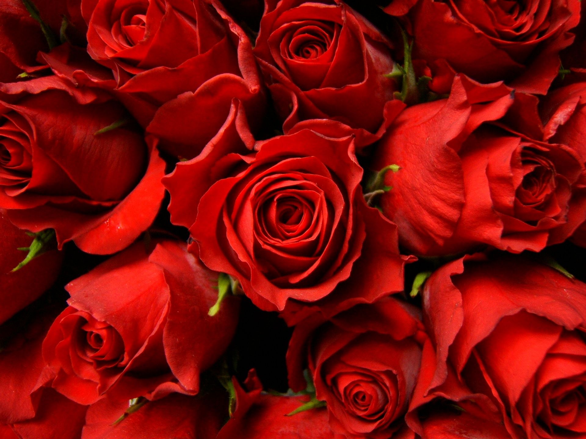 Red Flowers Desktop Wallpapers