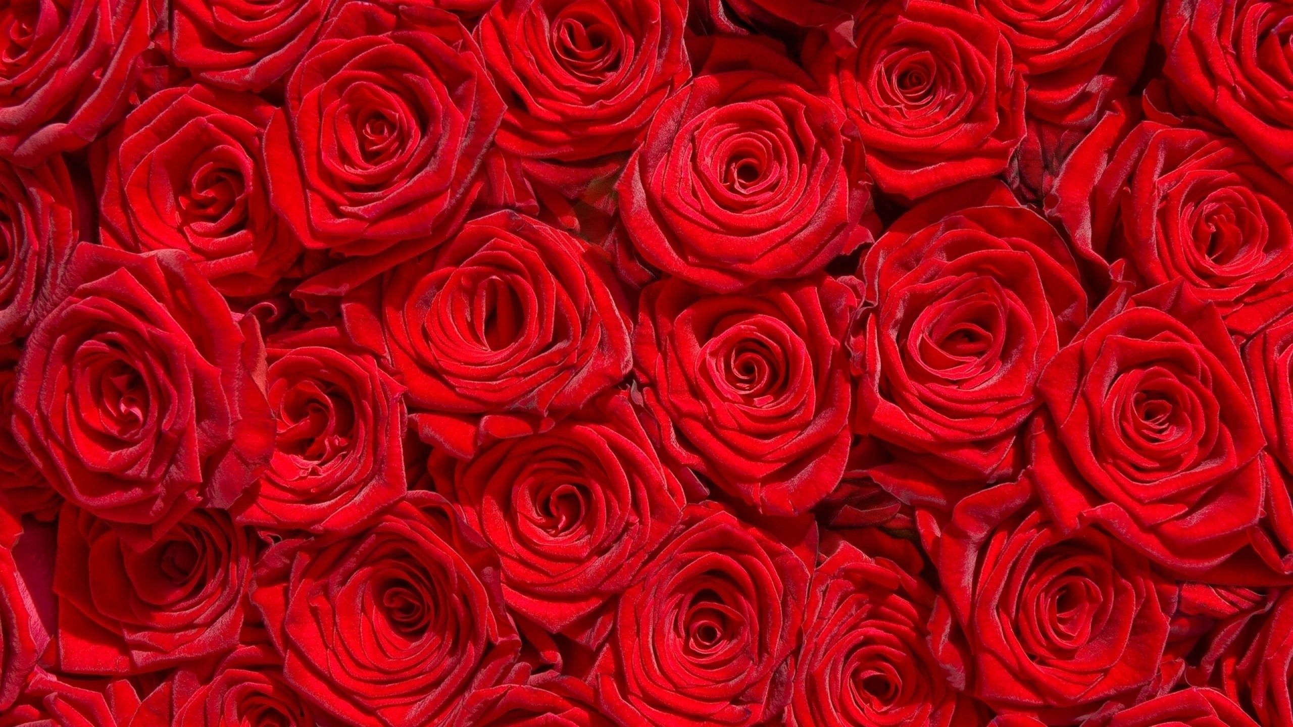 Red Flowers Desktop Wallpapers