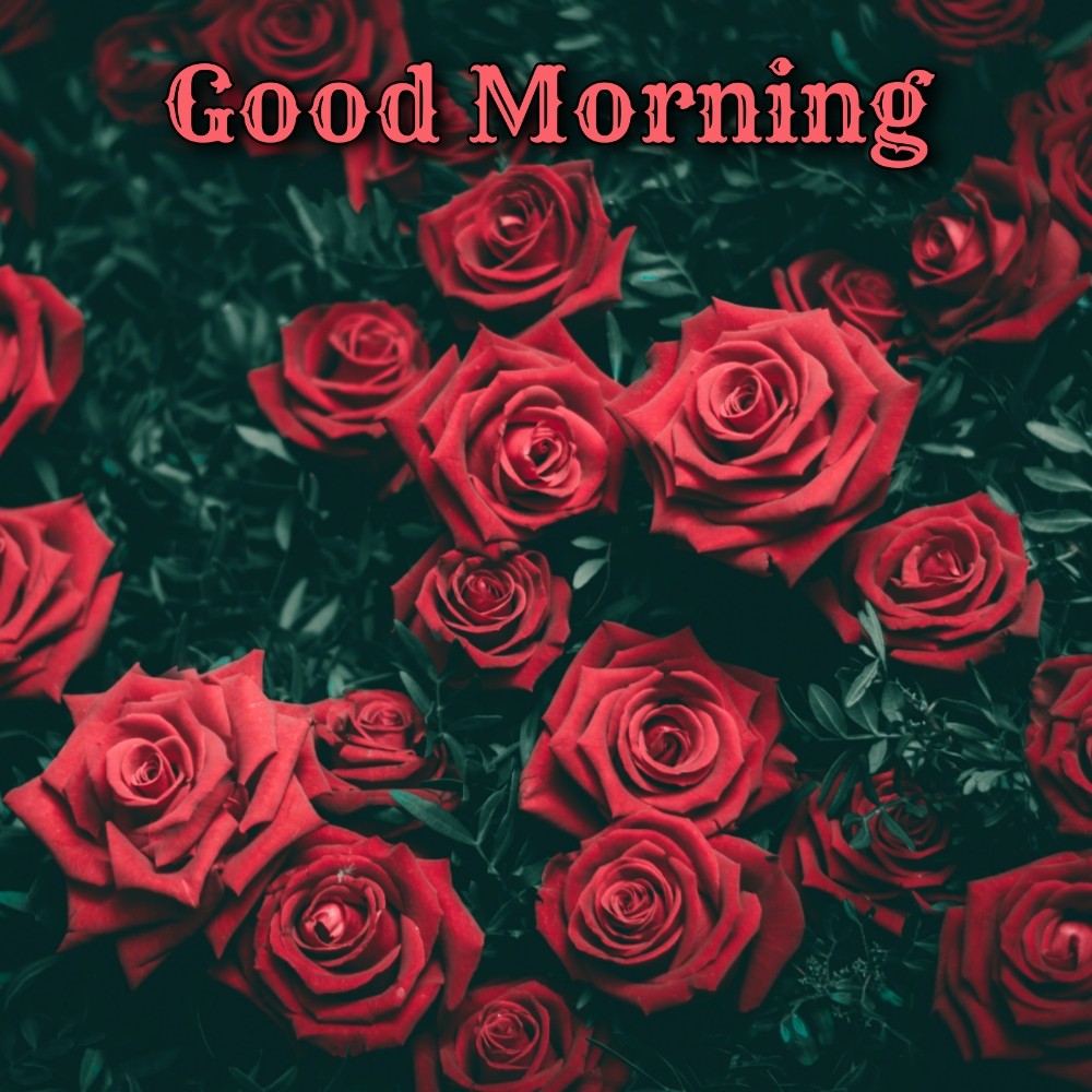 Red Good Morning Wallpapers