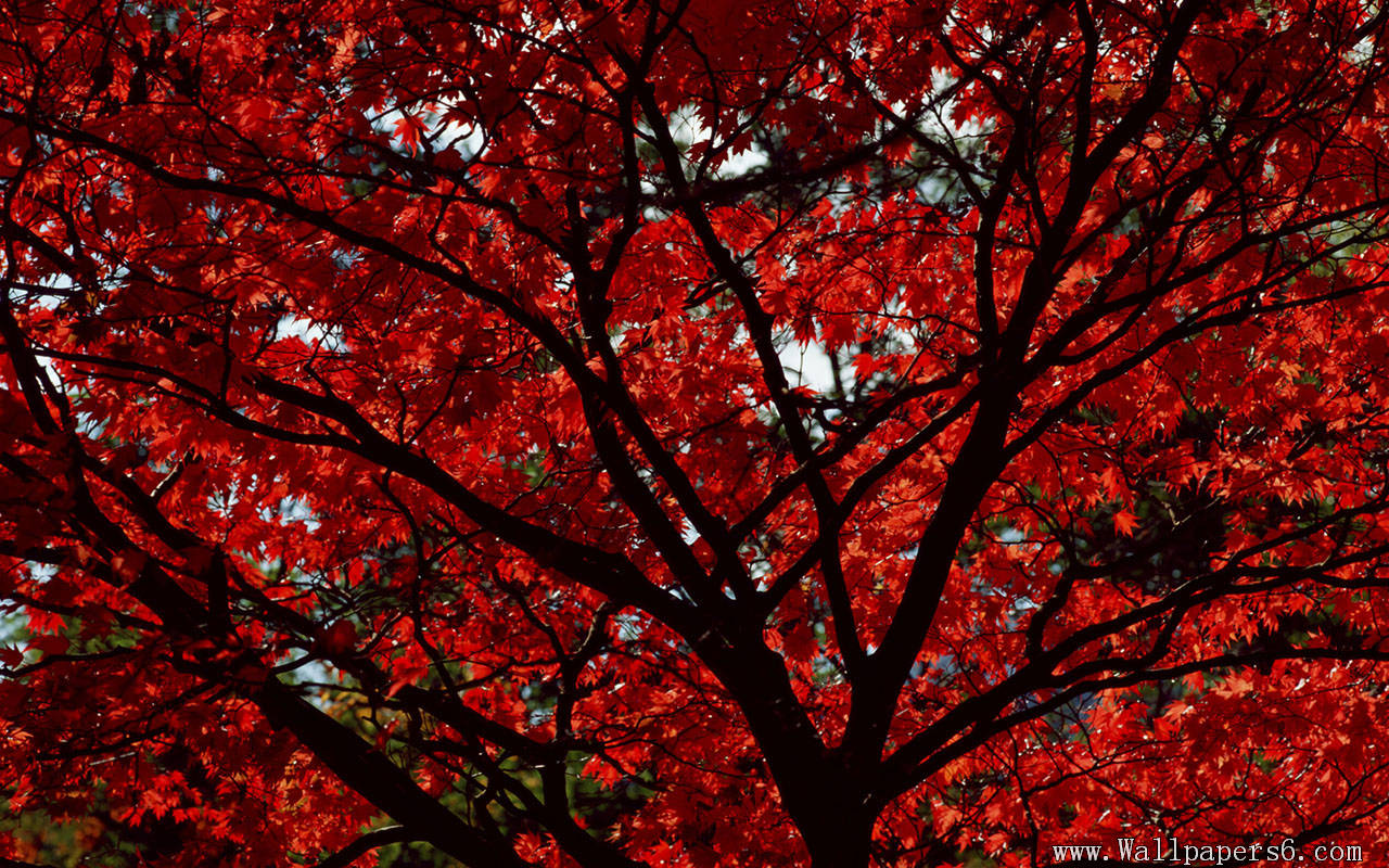 Red Landscape Wallpapers