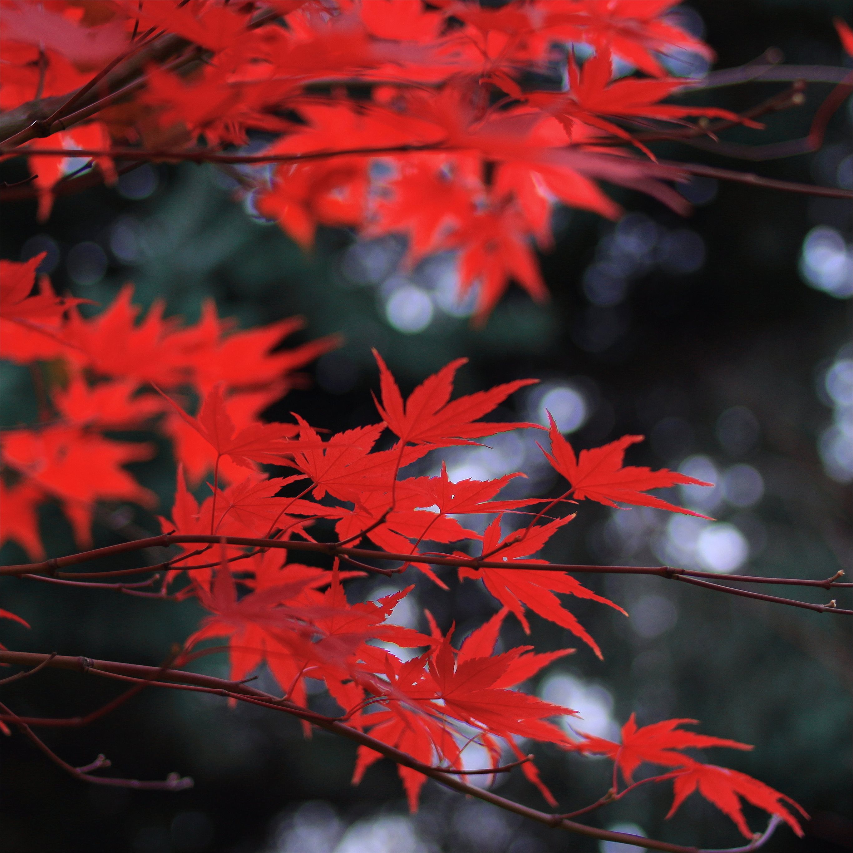 Red Leaf Wallpapers