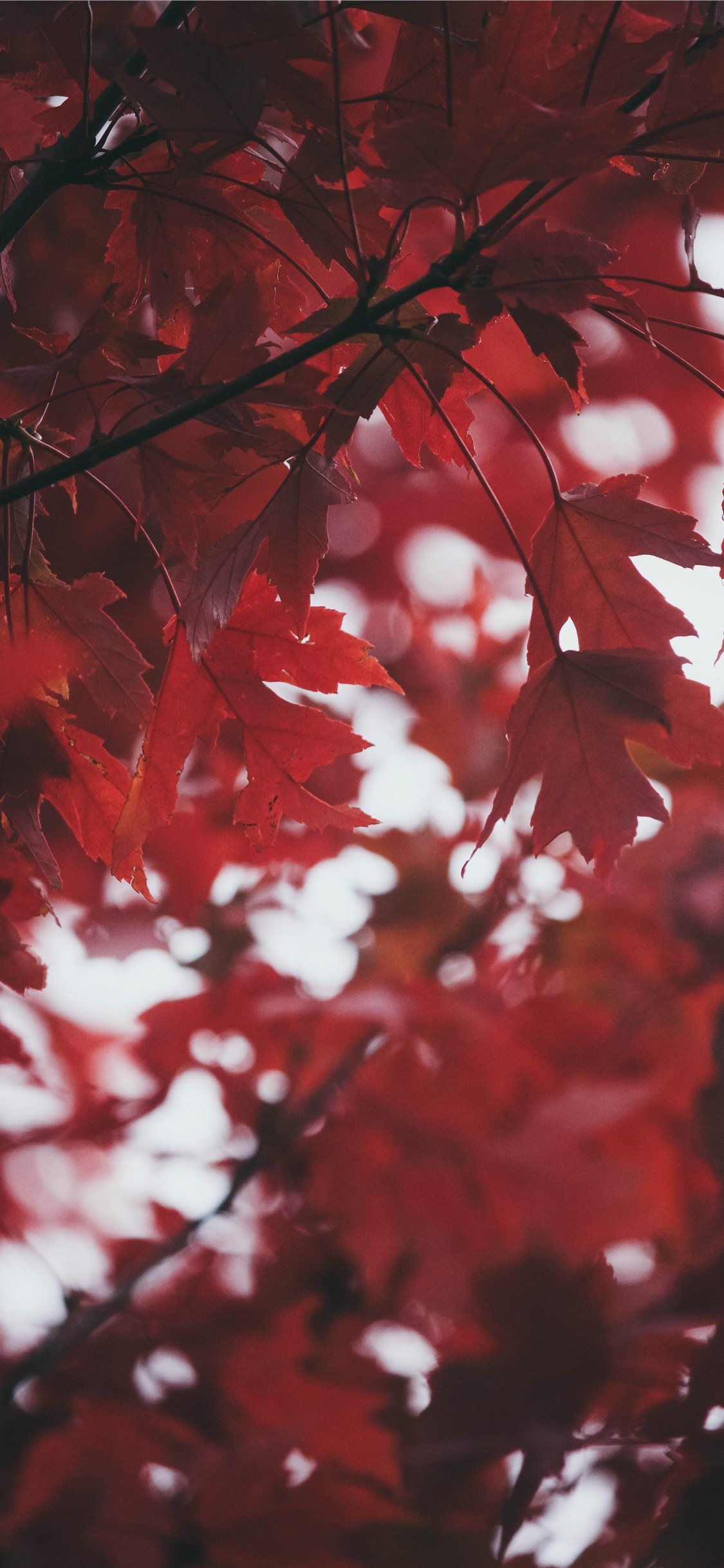 Red Leaf Wallpapers