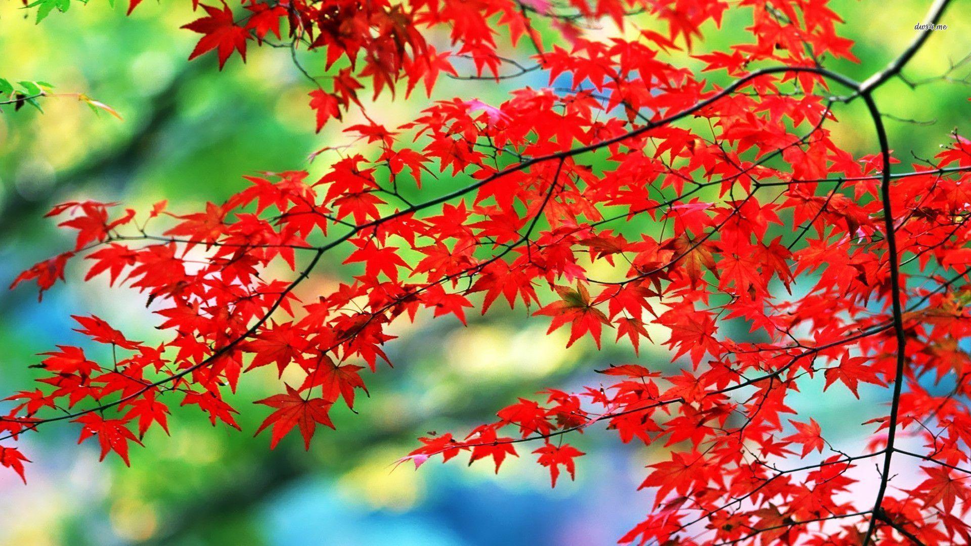 Red Leaf Wallpapers