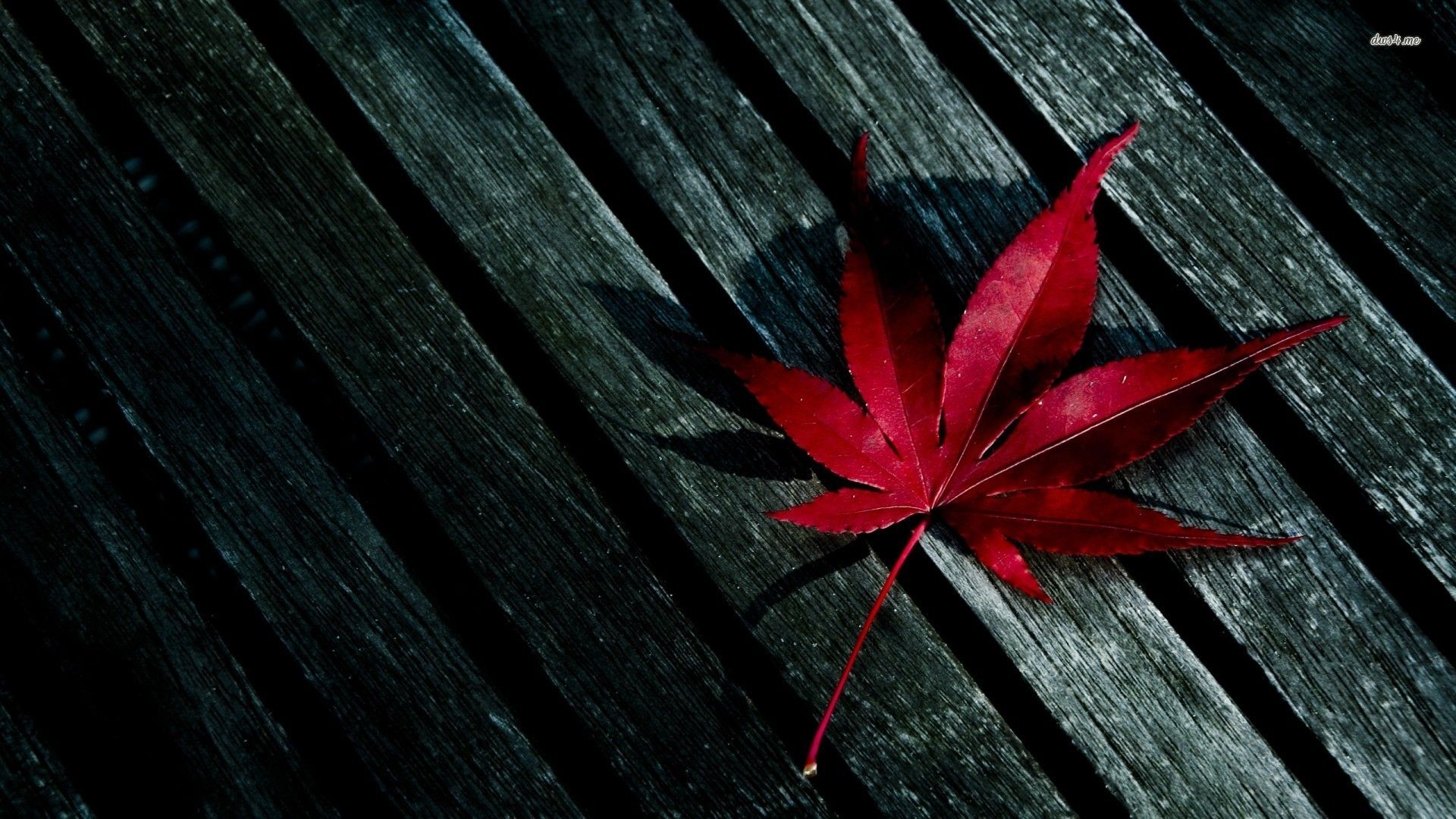 Red Leaf Wallpapers