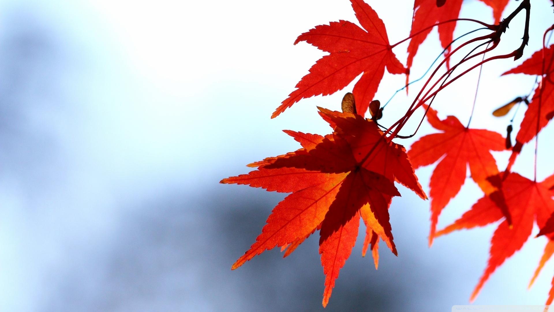 Red Leaf Wallpapers