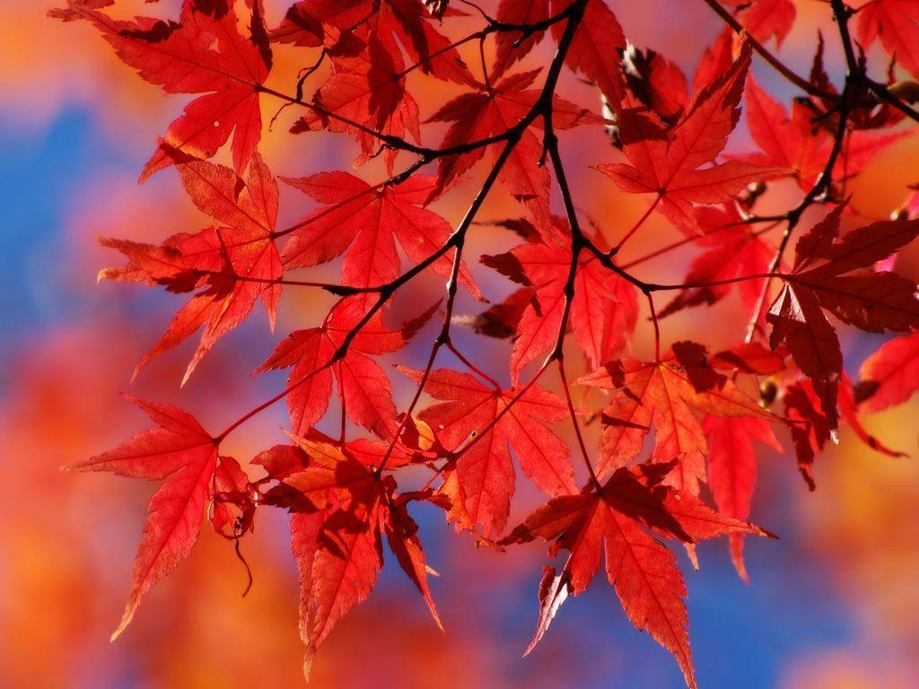 Red Leaf Wallpapers