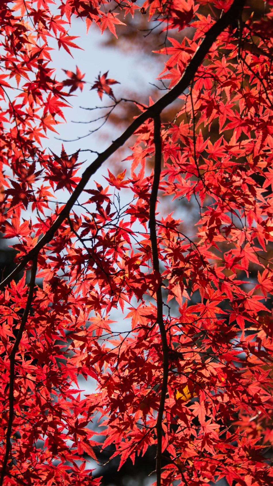 Red Leaves Hd Wallpapers