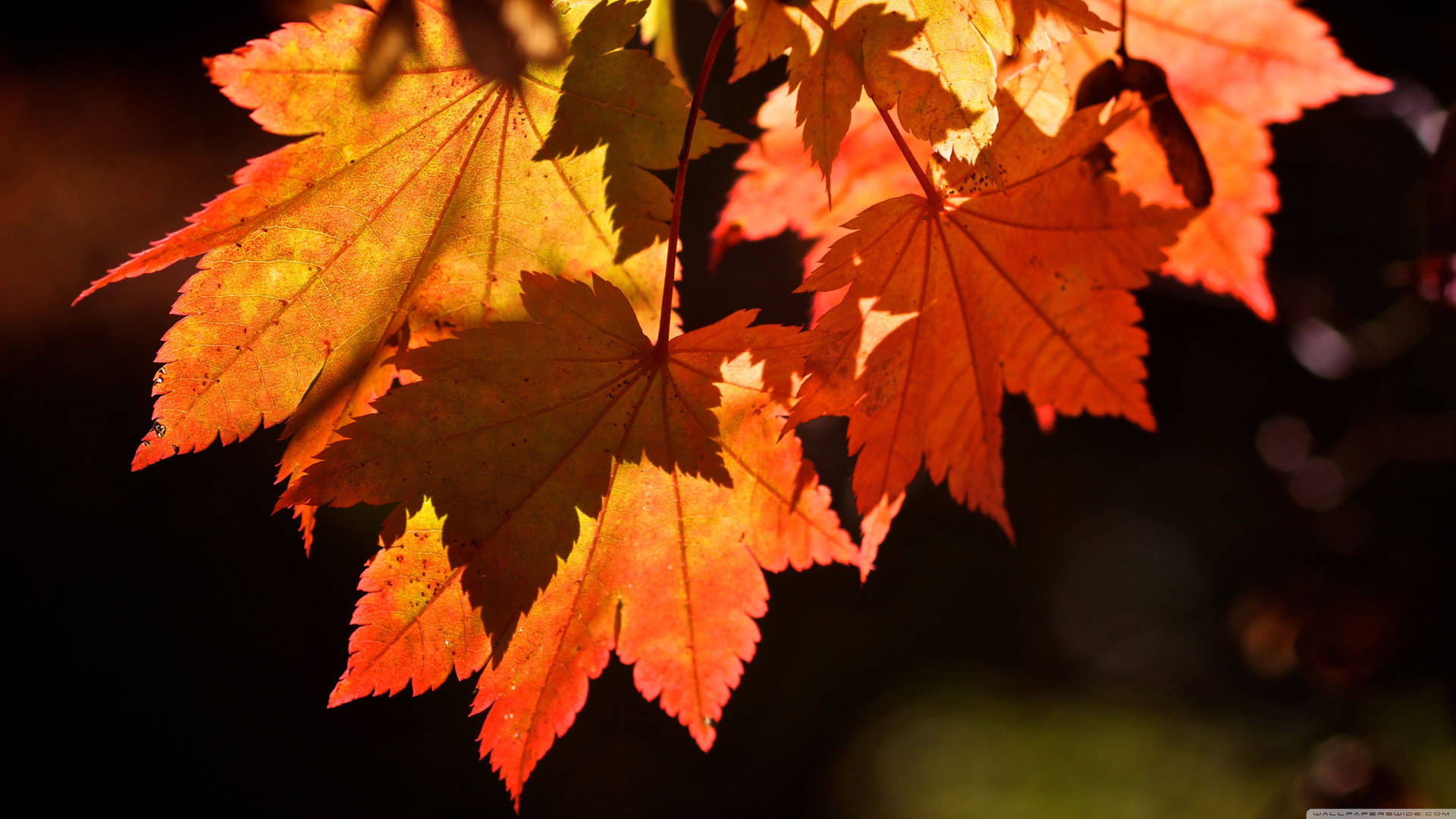 Red Leaves Hd Wallpapers