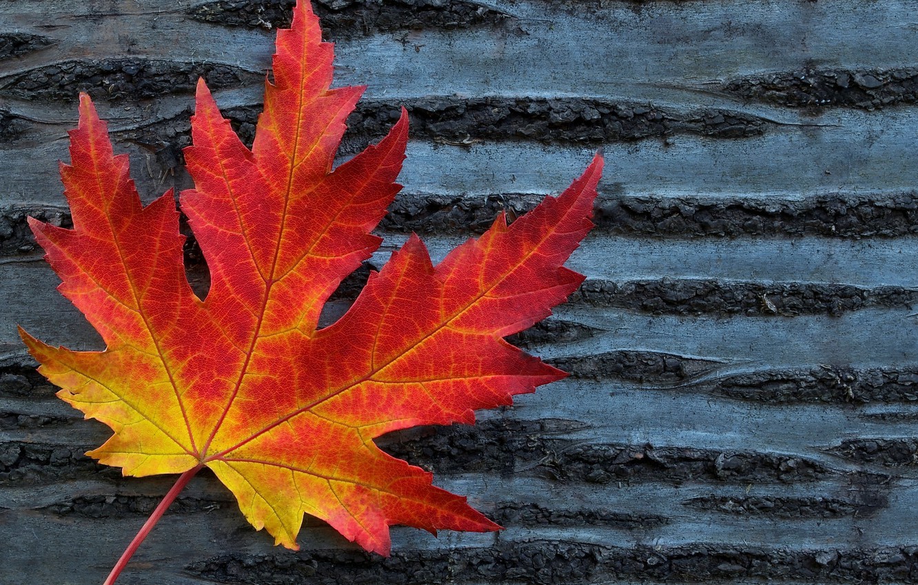 Red Leaves Hd Wallpapers