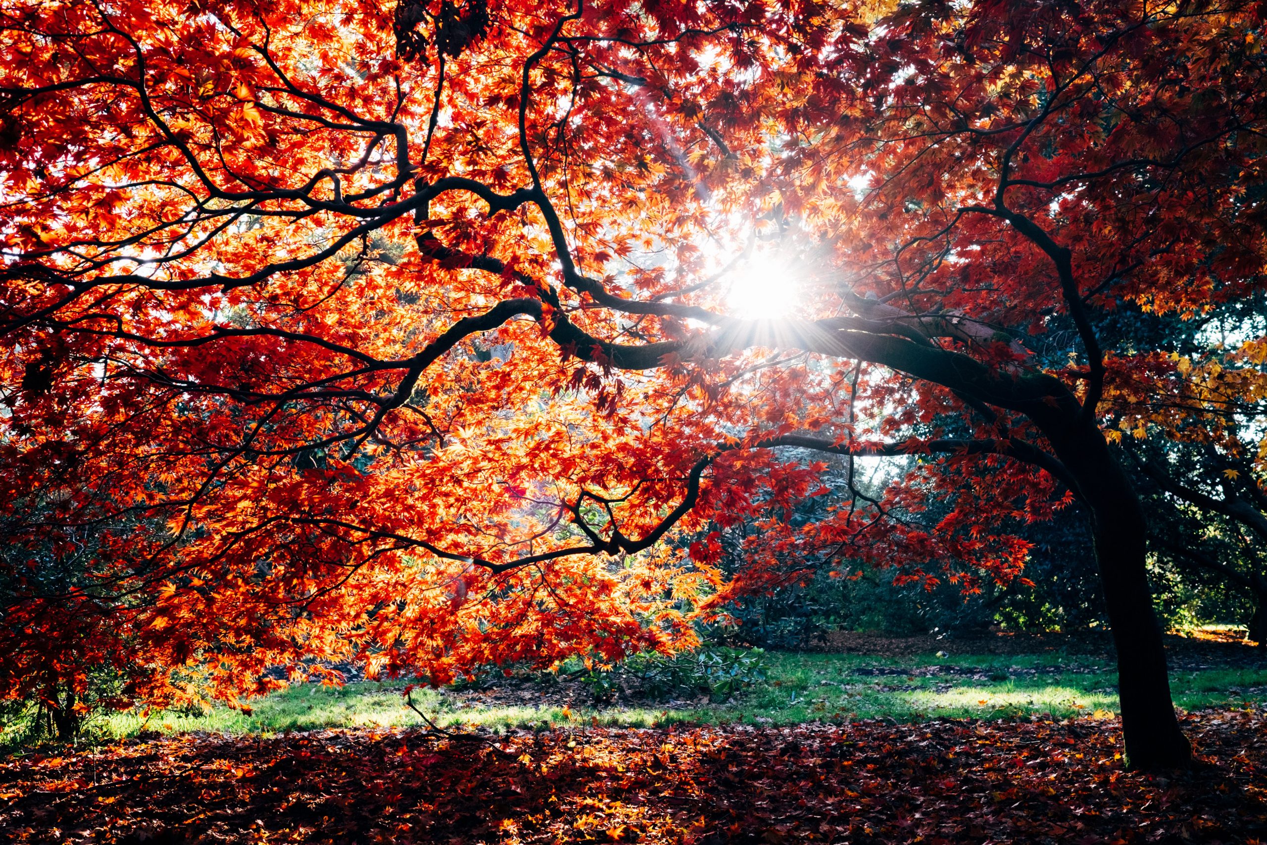 Red Leaves Hd Wallpapers