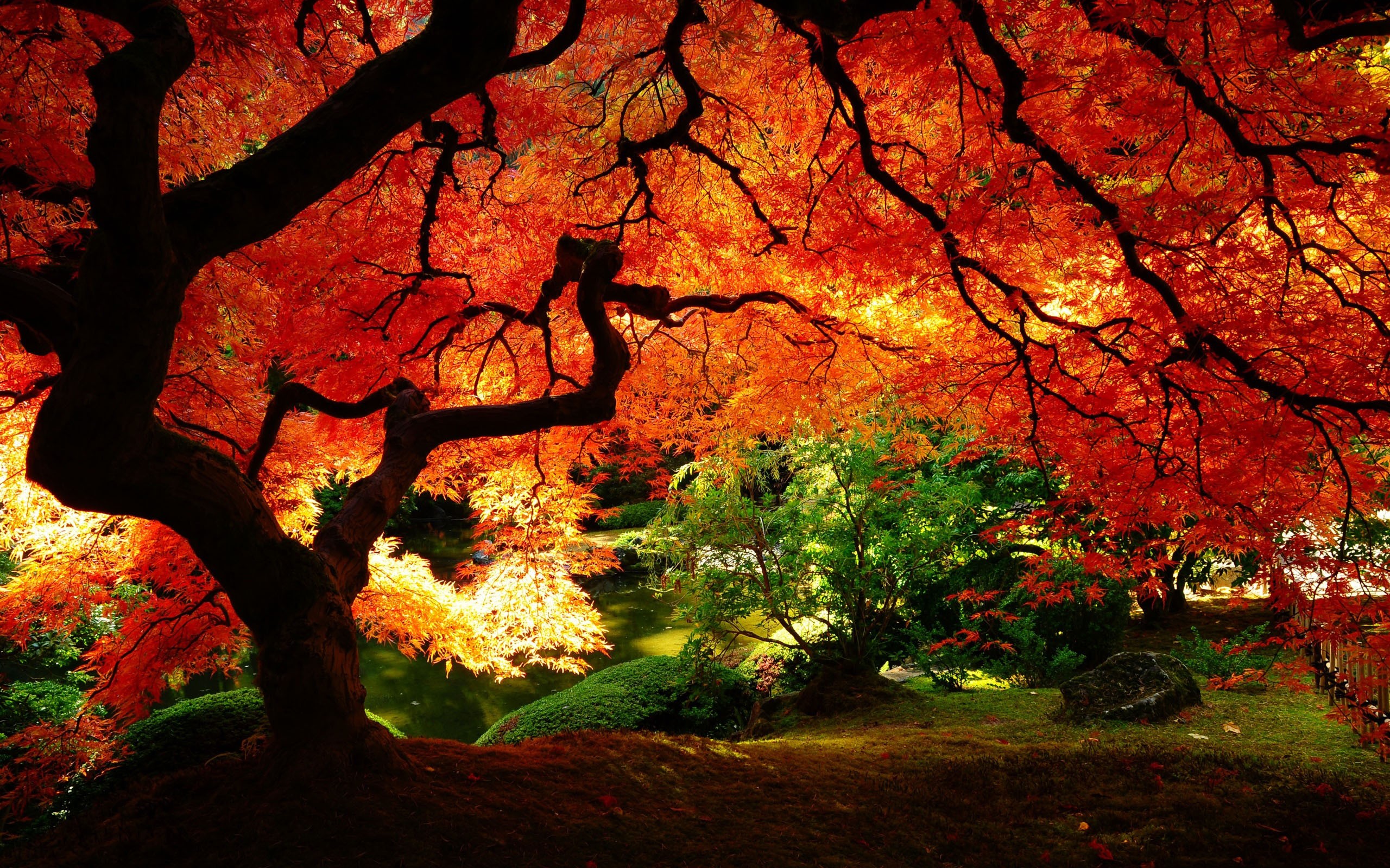 Red Leaves Hd Wallpapers