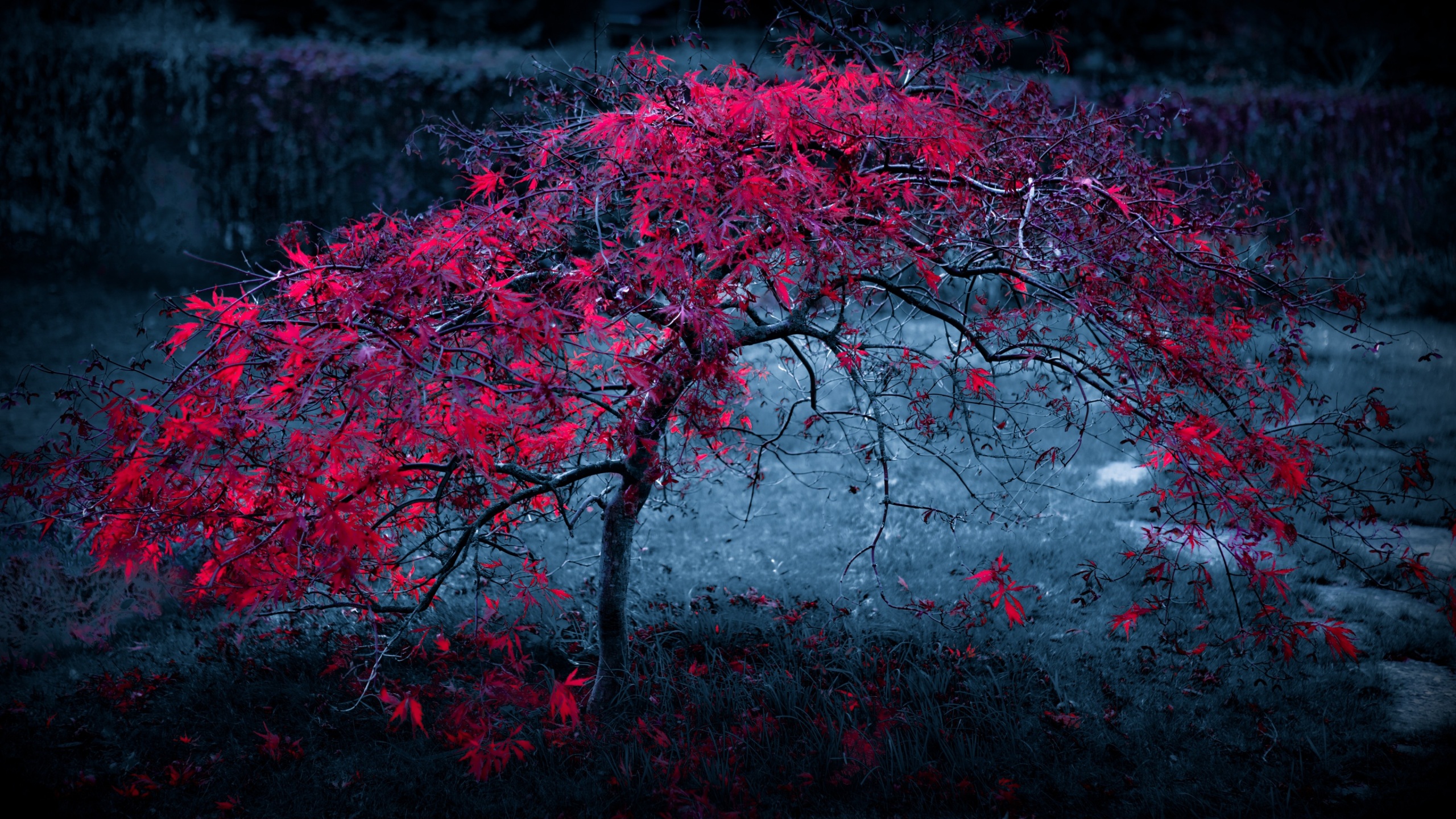 Red Leaves Hd Wallpapers