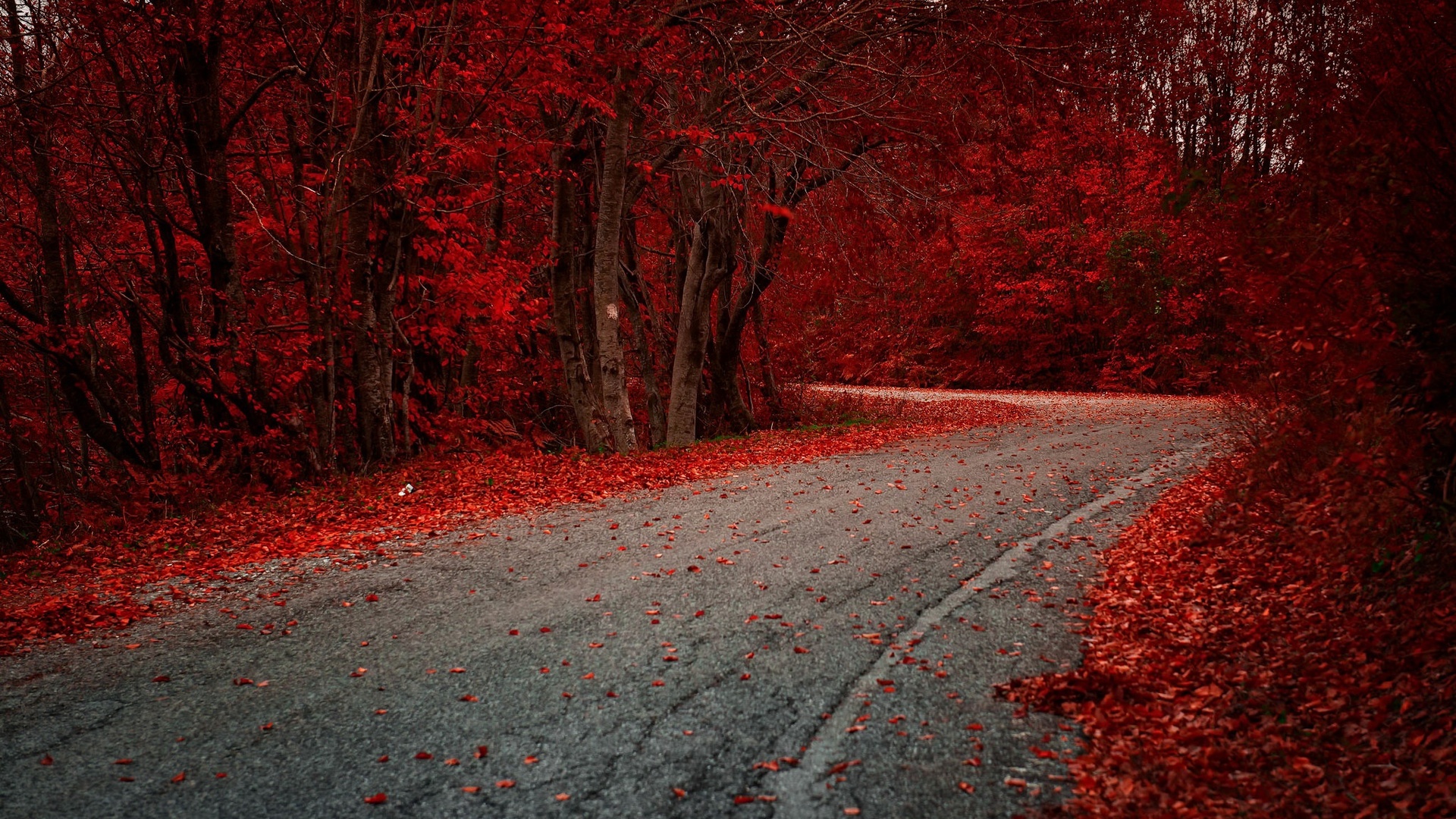 Red Leaves Hd Wallpapers