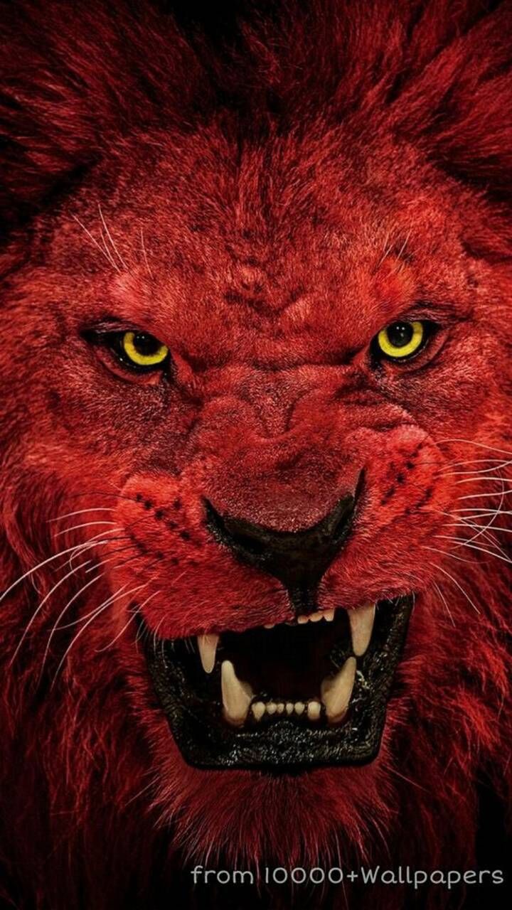 Red Lion Wallpapers