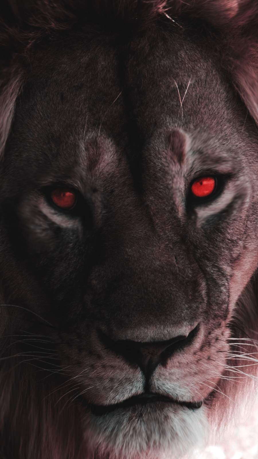 Red Lion Wallpapers