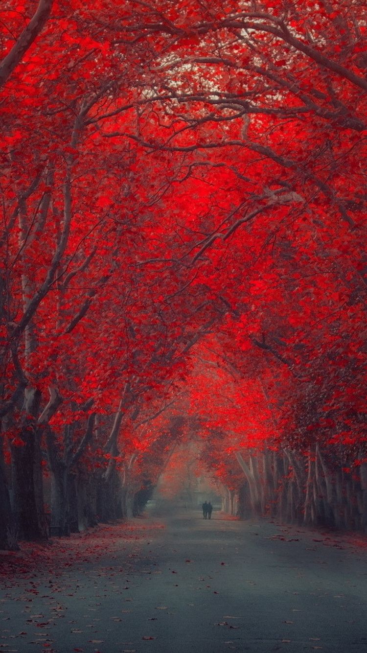 Red Nature Wallpapers