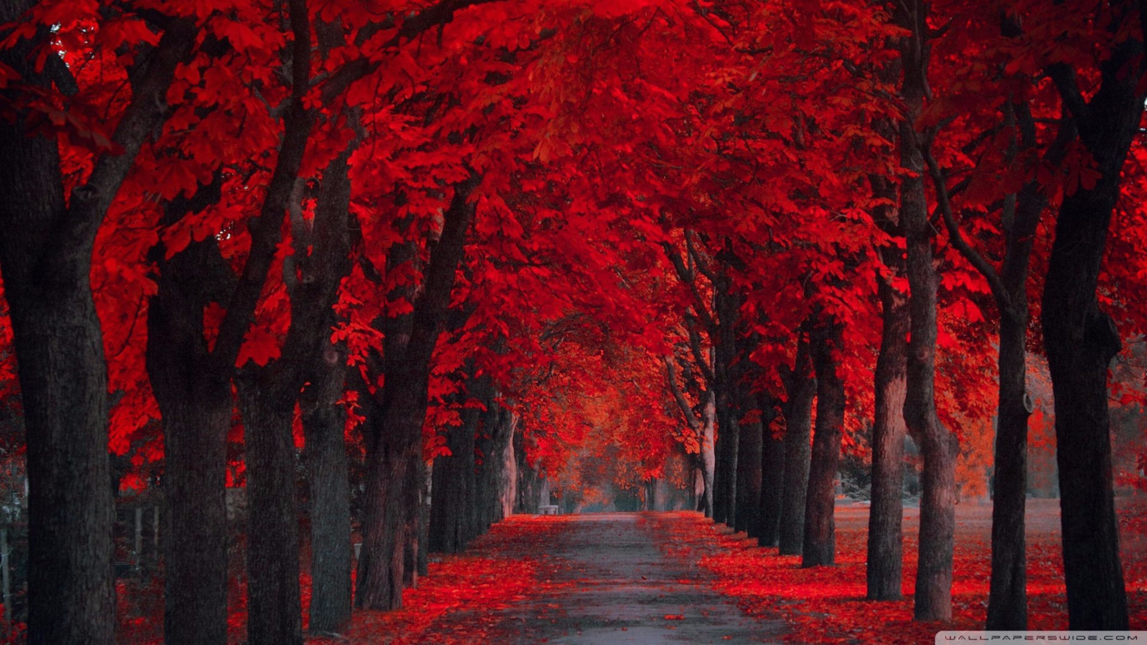 Red Nature Wallpapers