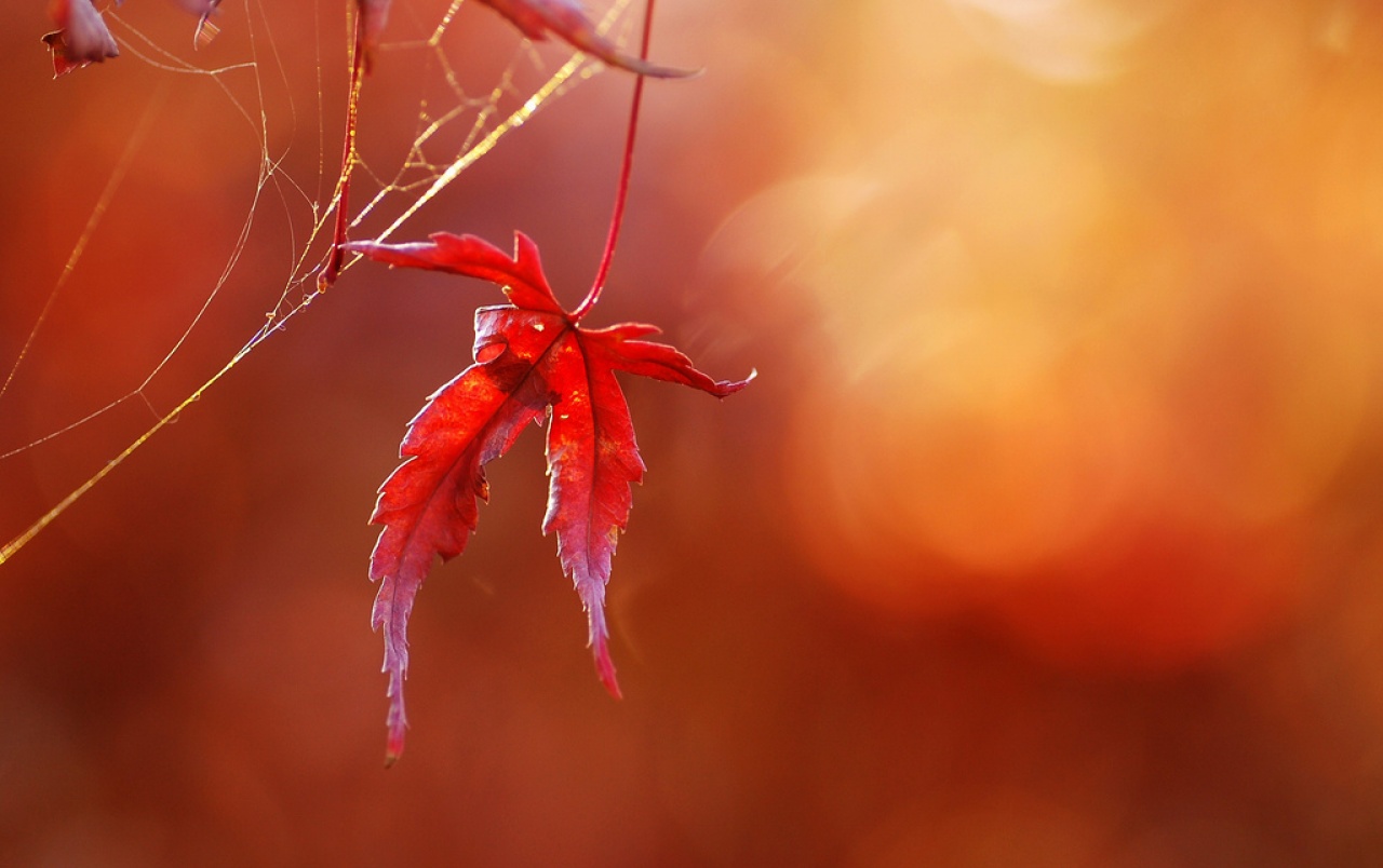 Red Nature Wallpapers