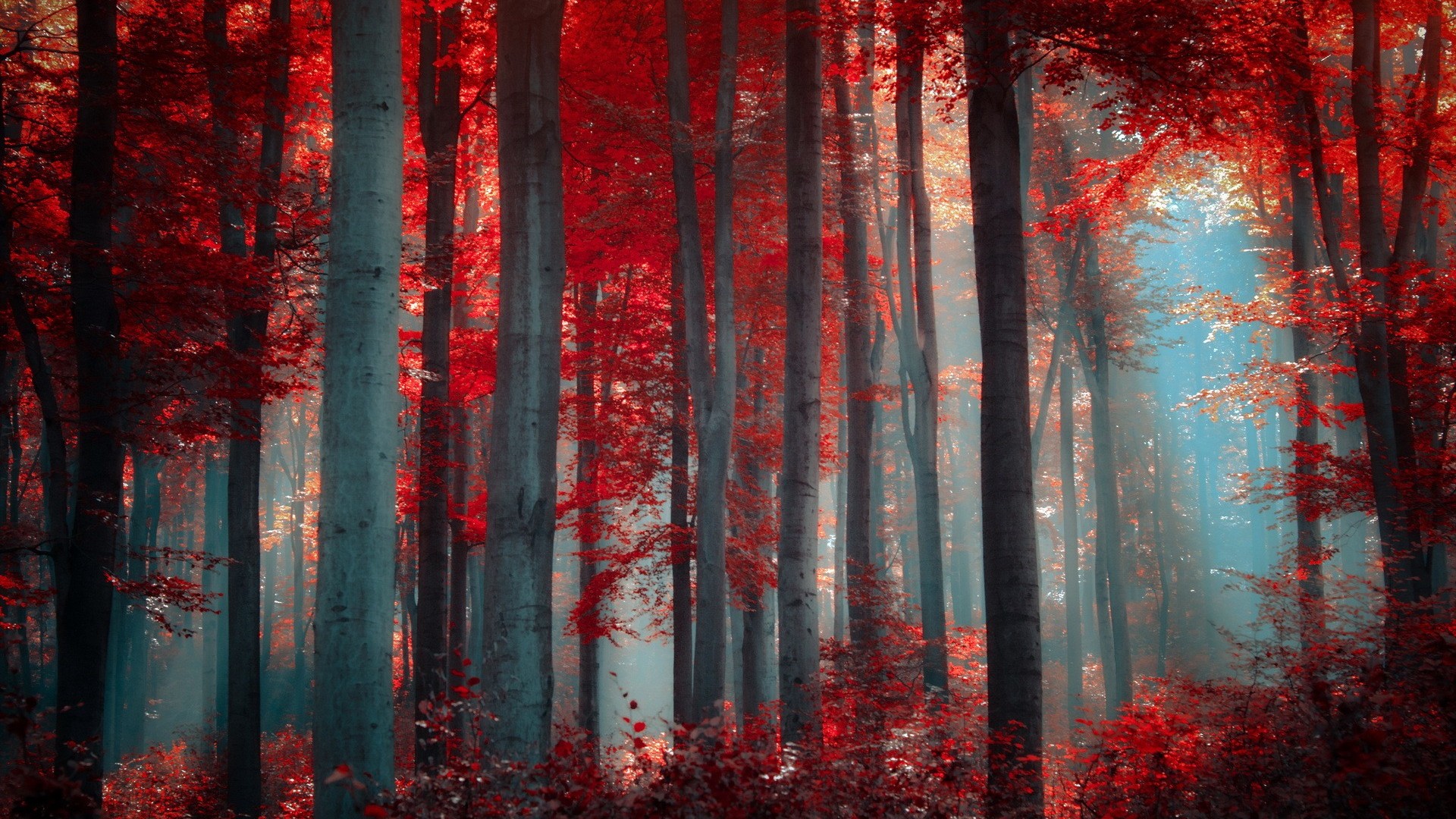 Red Nature Wallpapers